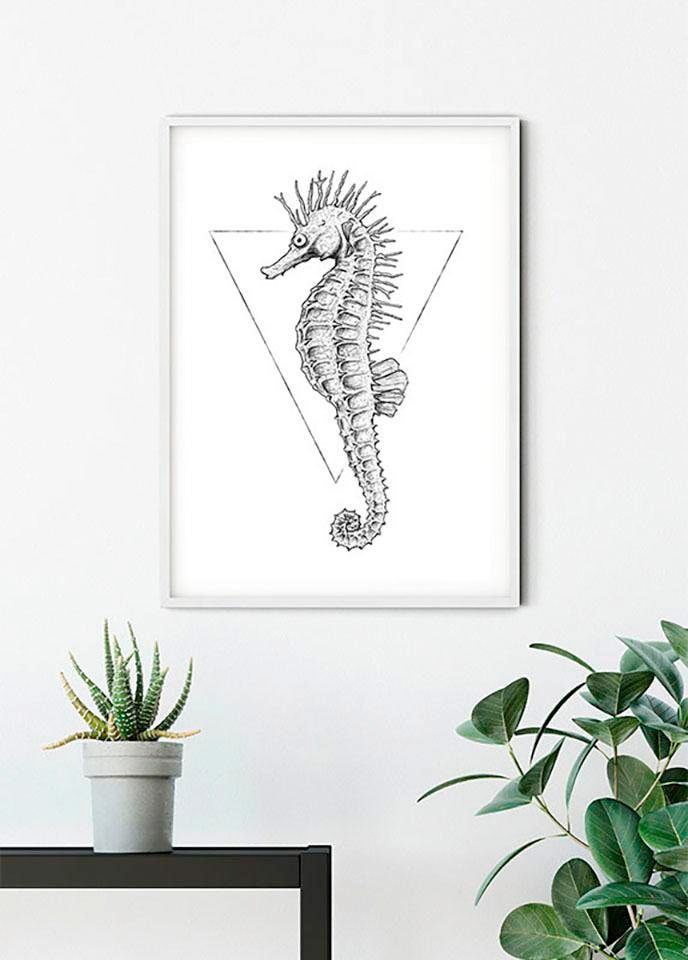 Komar Image »Sea Horse White« Animaux 1 cuis tlg. tableau mural décoratif - sans cadre