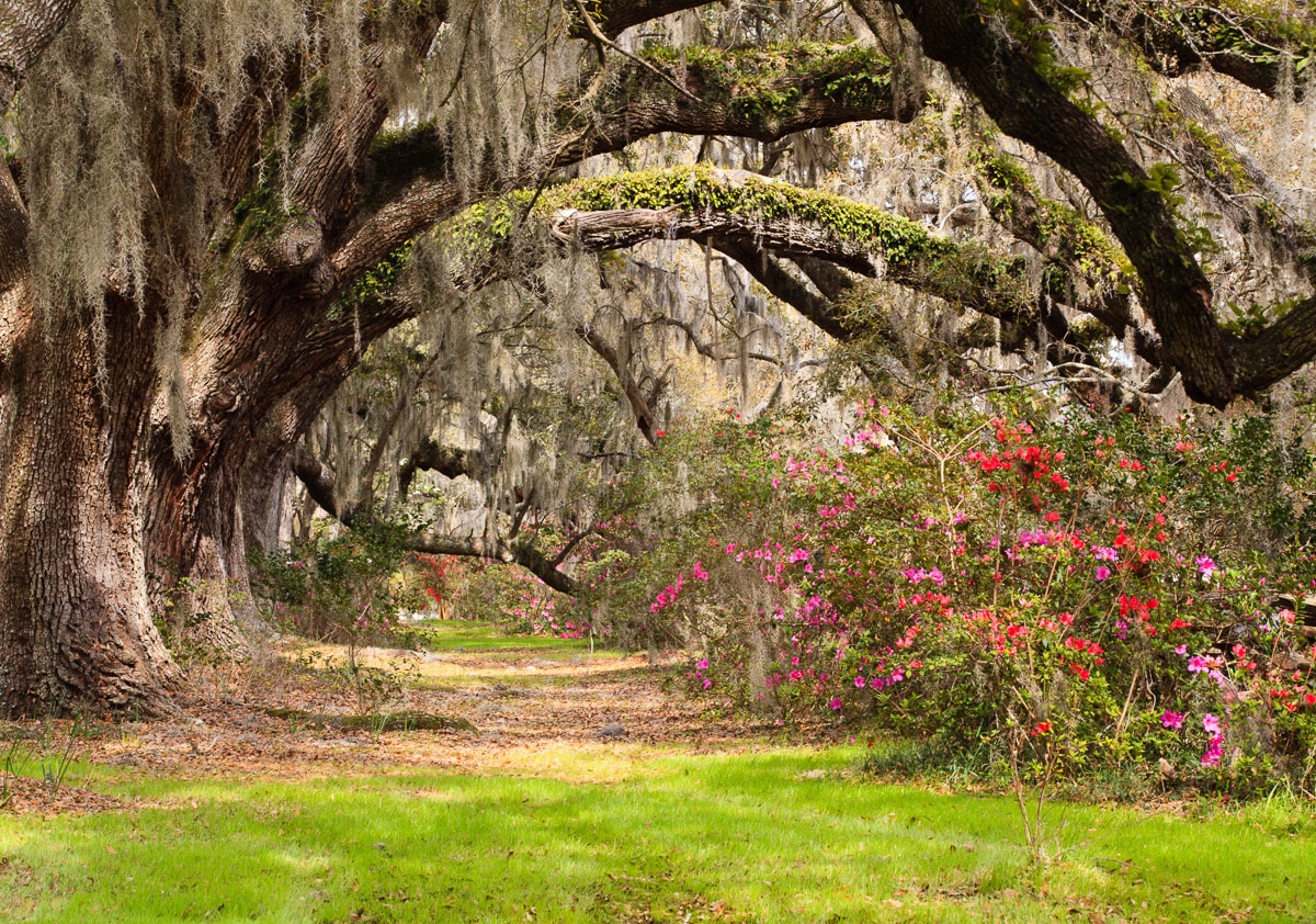 Papermoon Fototapete »Live Oak Tunnel«