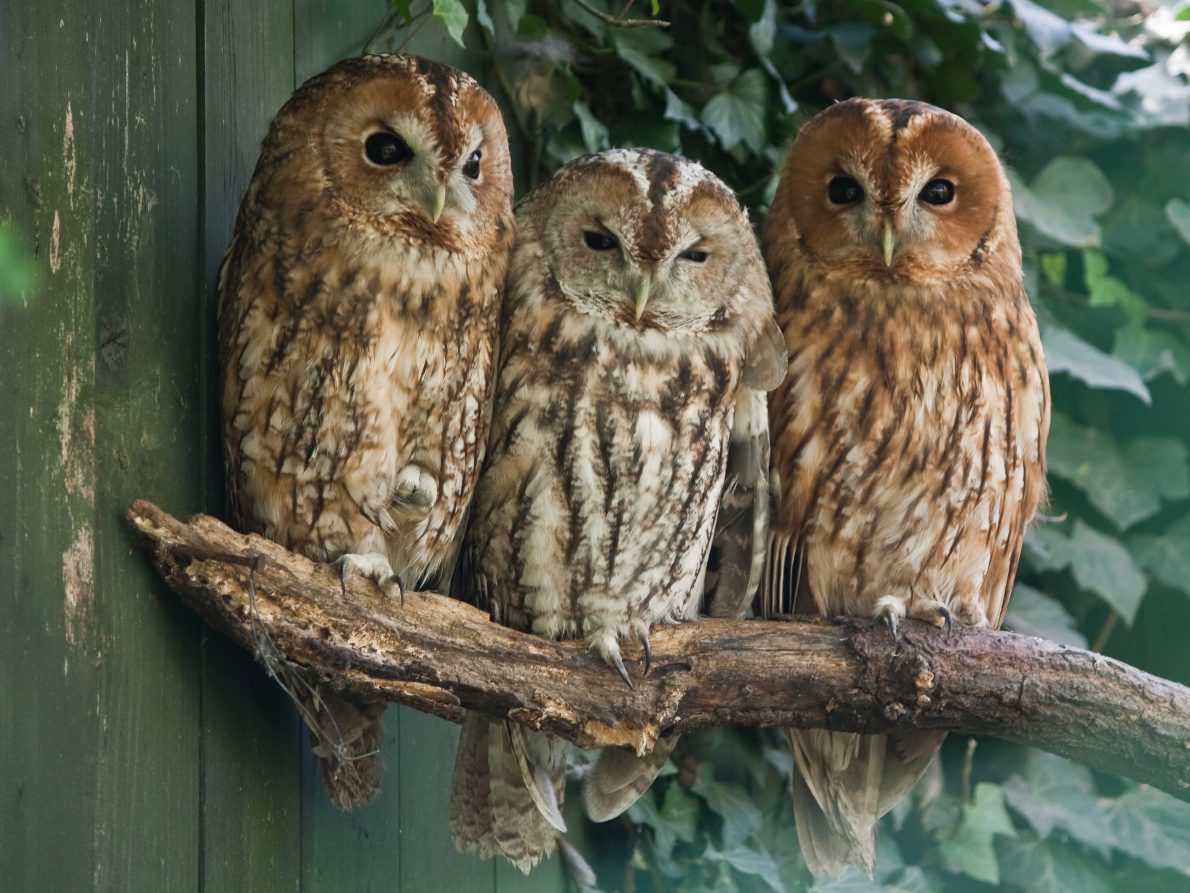 Papermoon Papier peint photo »Tawny Owls«