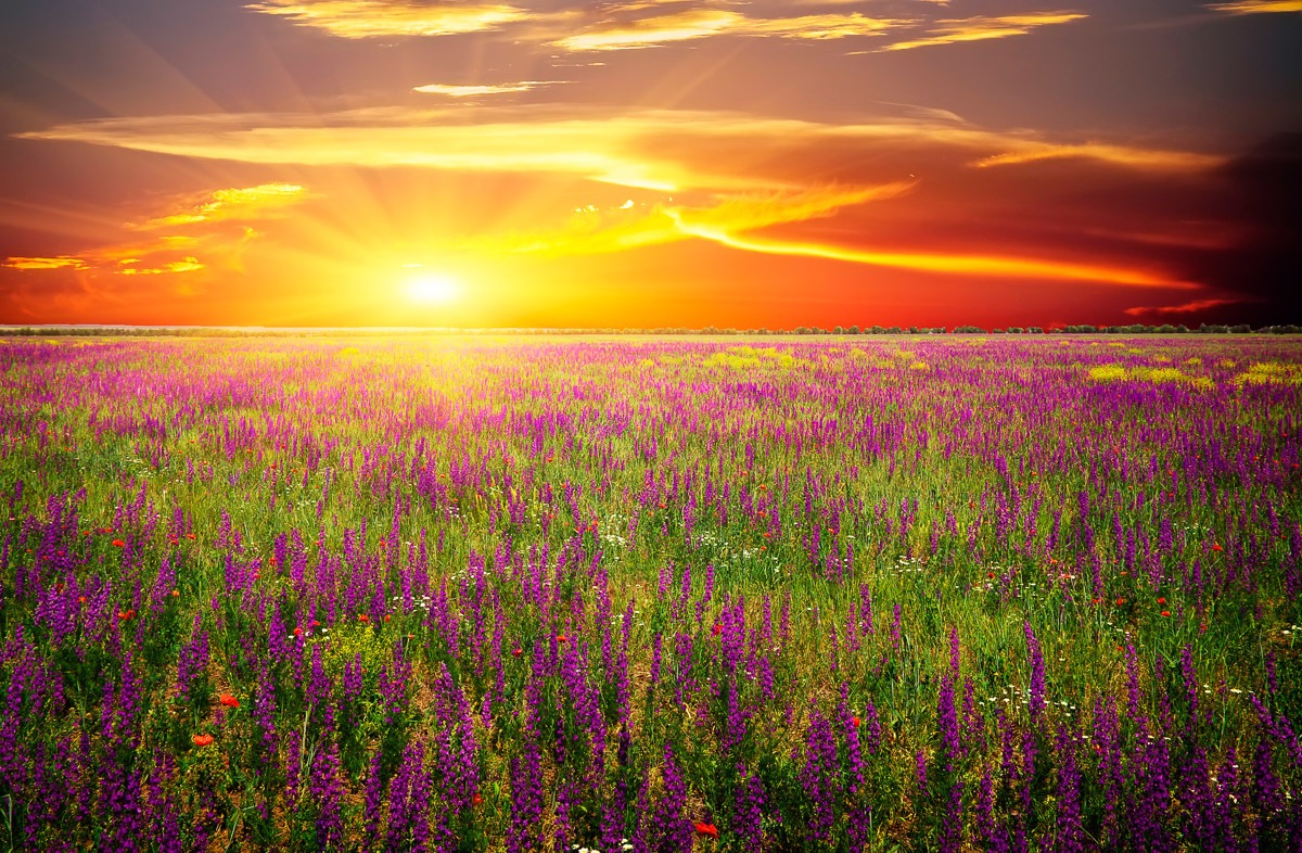 Papermoon Fototapete »Blumenwiese Sonnenuntergang«