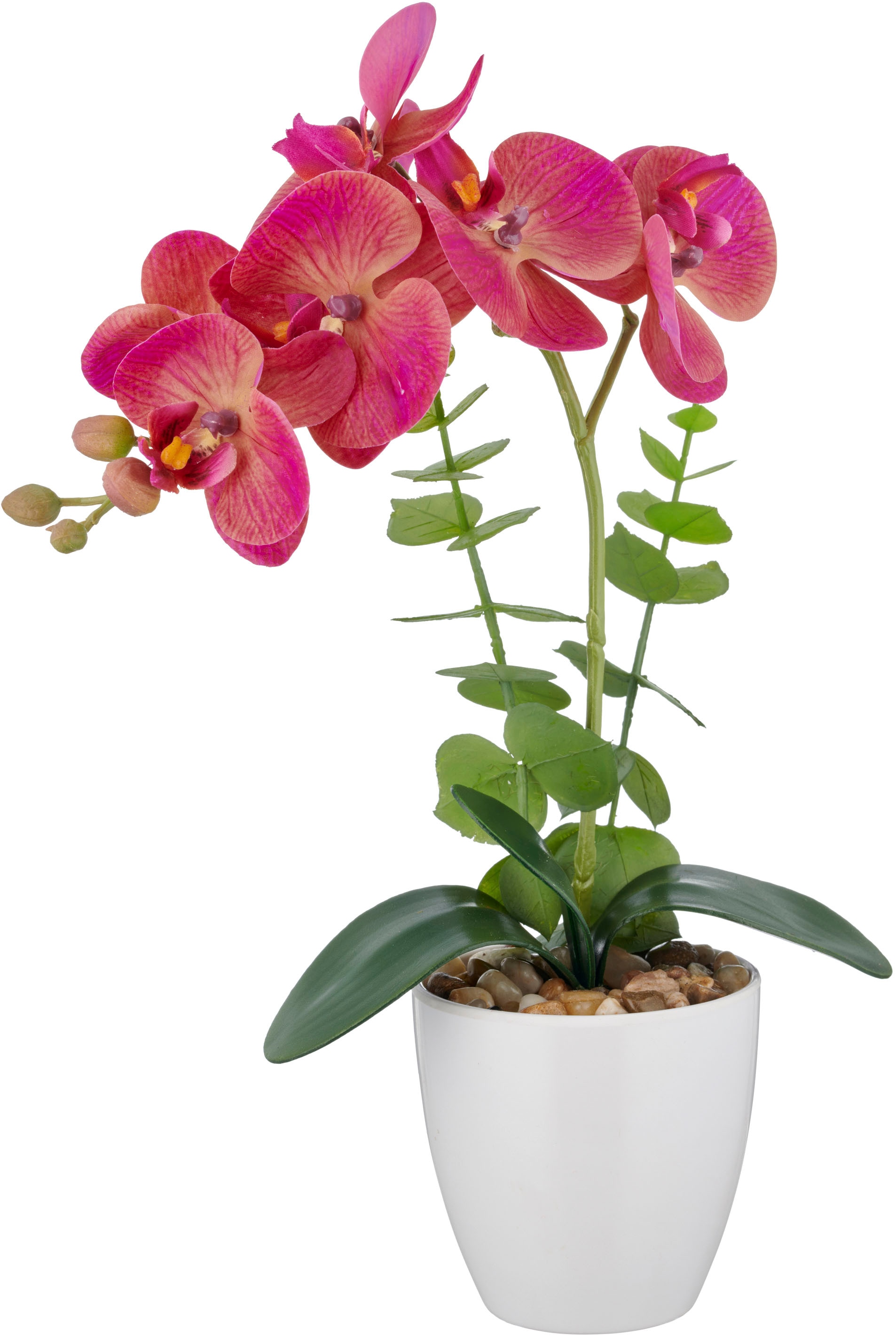 Creativ green Orchidée artificielle »Orchidee Phalaenopsis« mit Eukalyptuszweigen