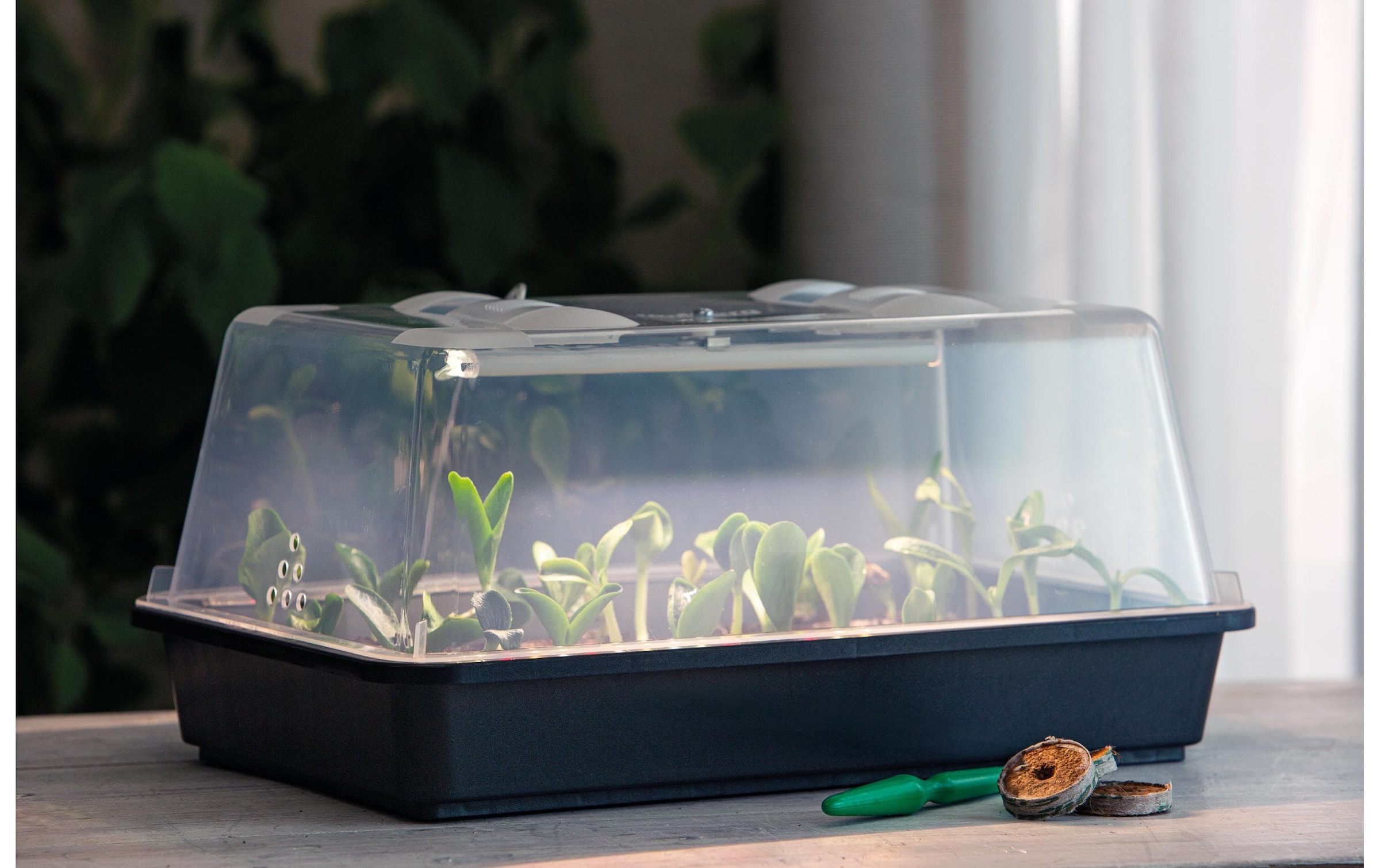   Frühbeet »Romberg Gewächshaus Lumio M LED«