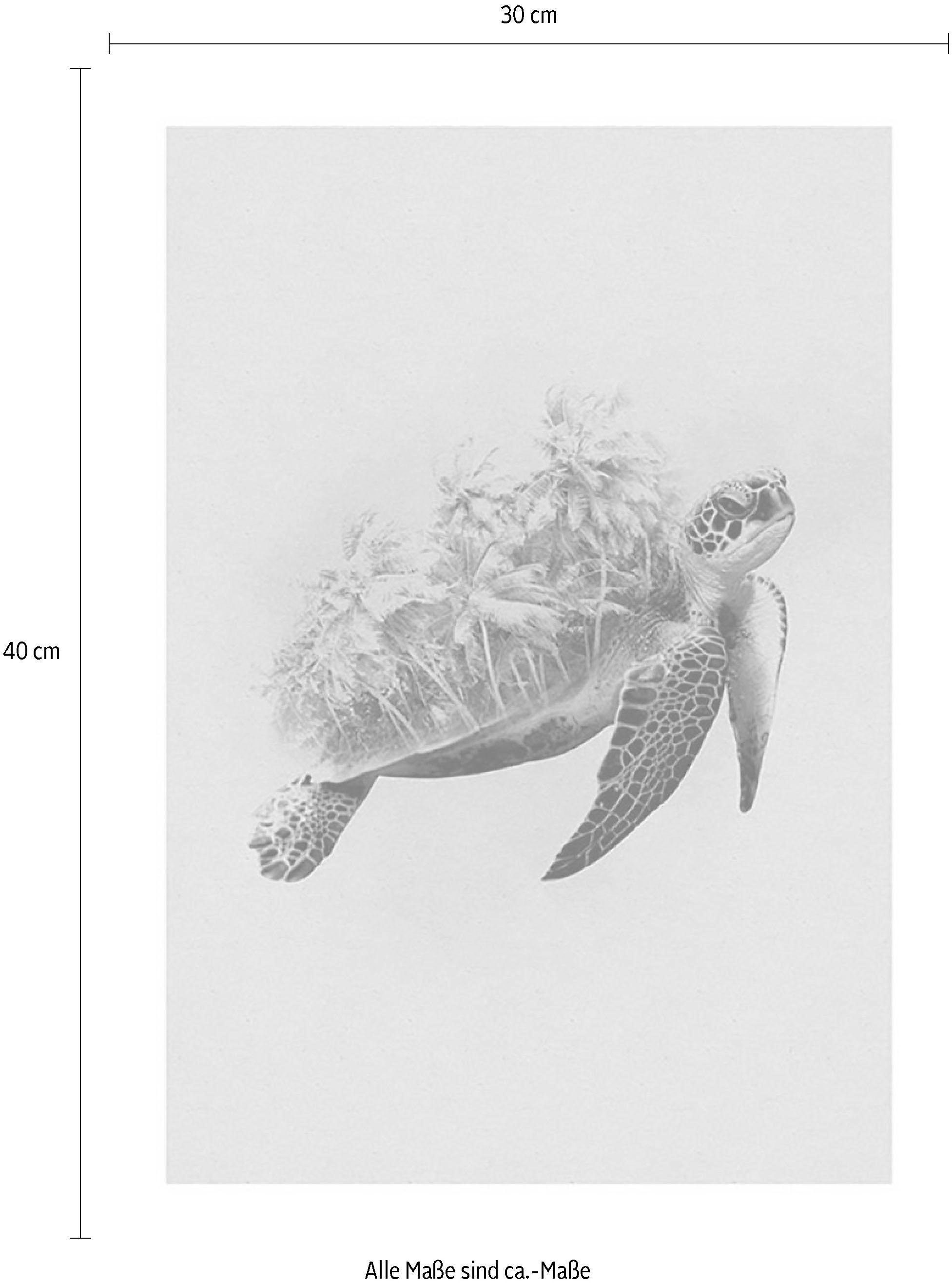 Komar Image »Animals Paradise Turtle« 1 cuis tlg. Wandbild zur Dekoration - ohne Rahmen