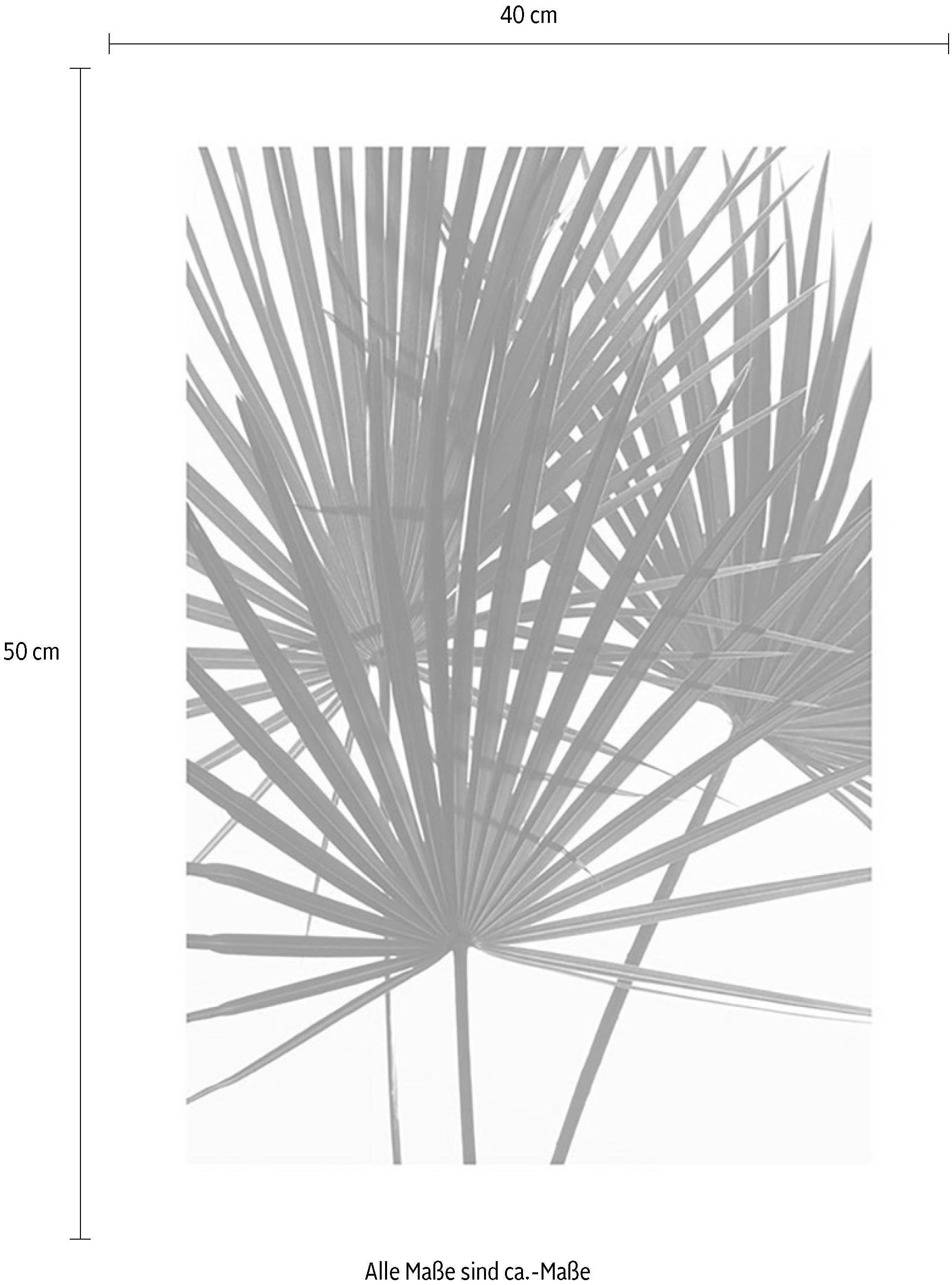 Komar Bild »Palmtree Leaves« Pflanzen 1 Stk. tlg. Wandbild zur Dekoration - ohne Rahmen