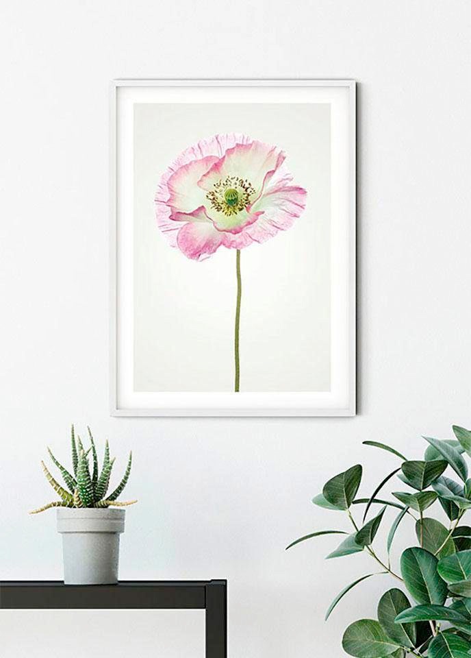 Komar Bild »Poppy« Blumen 1 Stk. tlg. Wandbild zur Dekoration - ohne Rahmen