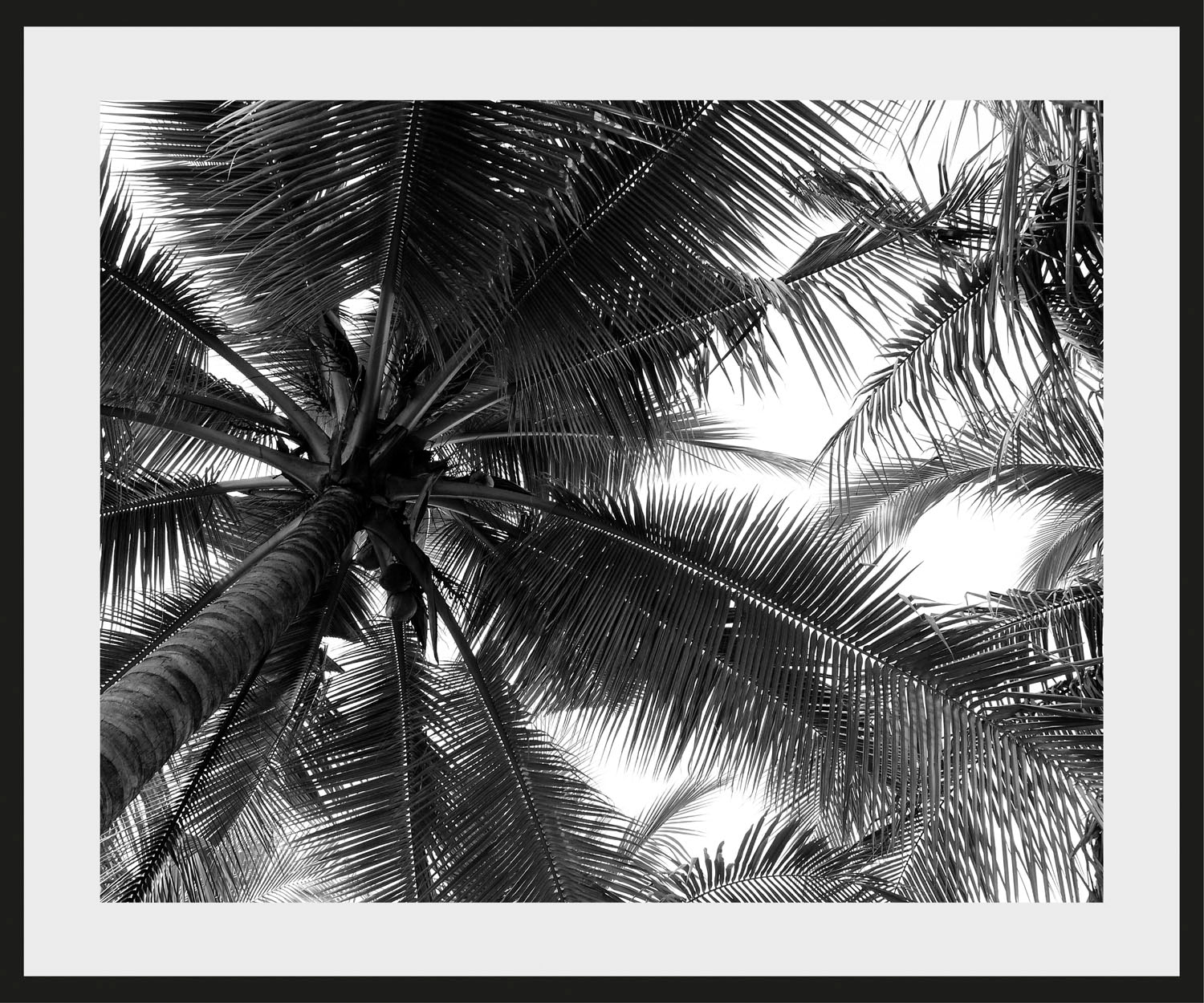 queence Bild »Mary« Foto | Himmel | Palmen | Pflanzen | Pflanzenbilder | Schwarz-Weiss 1 Stk. tlg. HD Premium Poster-Druck inkl. Holzrahmen