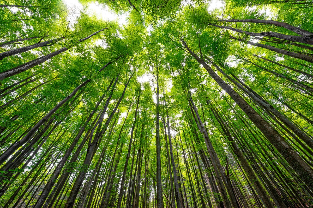 Papermoon Papier peint photo »Hohe Buchen«