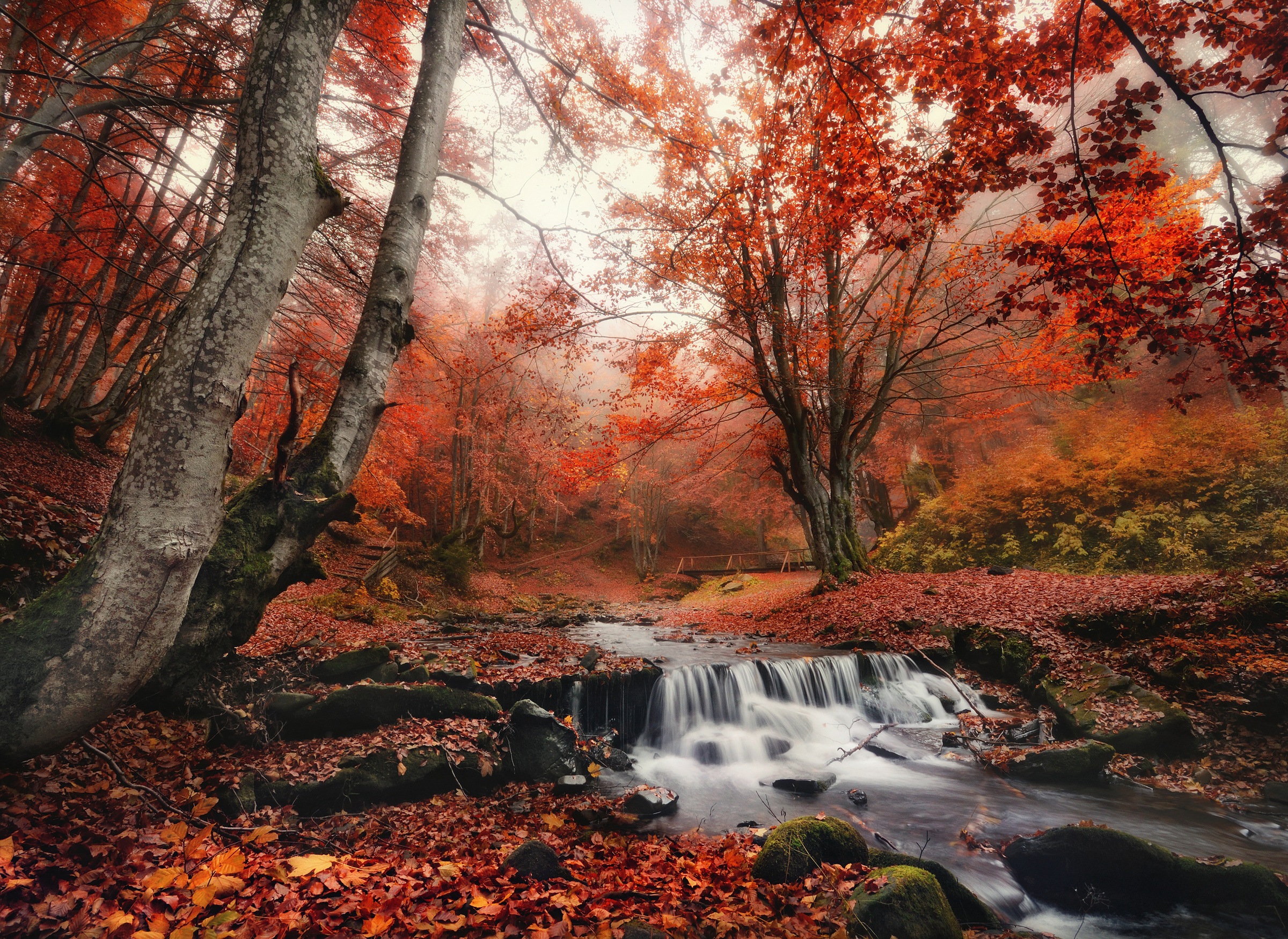 Papermoon Fototapete »Foggy Forest Creek« glatt