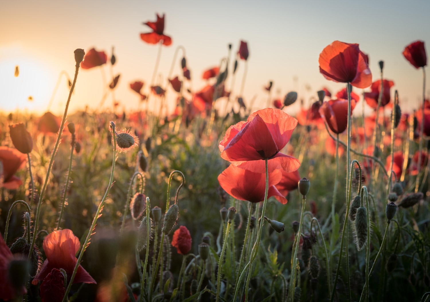 queence Tableau mural XXL »Akustikbild Mohn Mohnfeld bei Sonnenaufgang« Champs | Fleurs | Images de coucher et lever de soleil | Images de fleurs | Images de plantes | Nature | Plantes | Prairie fleurie