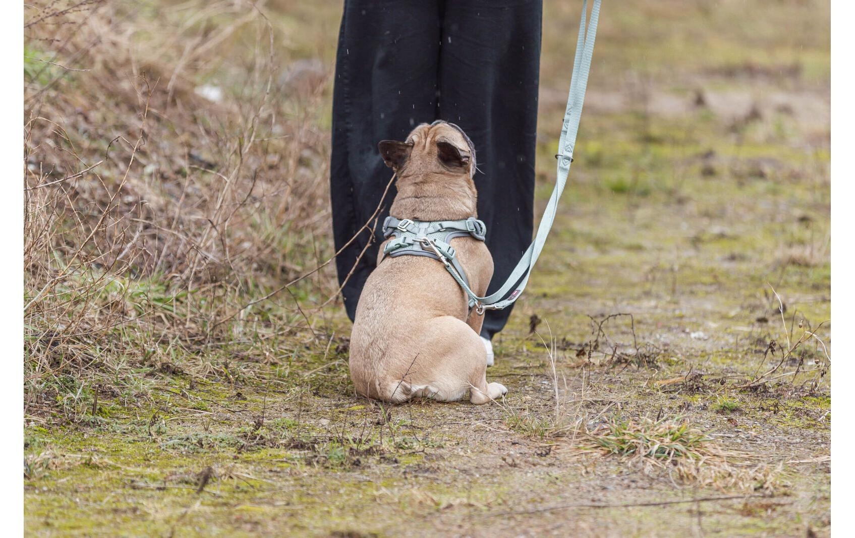 TRIXIE Hunde-Geschirr »Premium FlexMesh Geschir L« Mesh Geschirr mit spezellem Schnitt für kurze, kompakte Hunde
