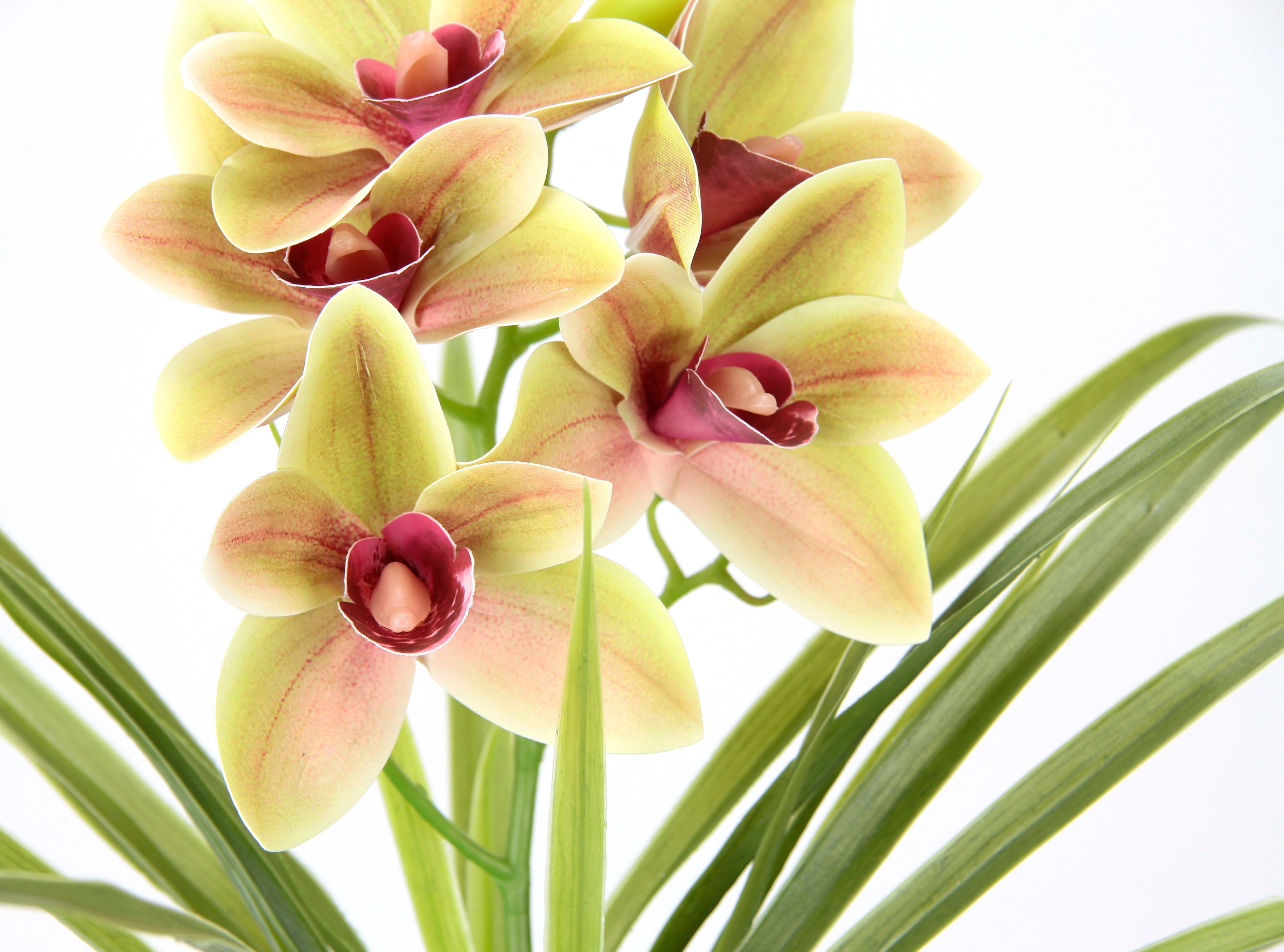 my home Fleur artificielle »Orchidee« Mit Blätter im Topf aus Zement Künstliche Blume Cymbidium-Orchidee