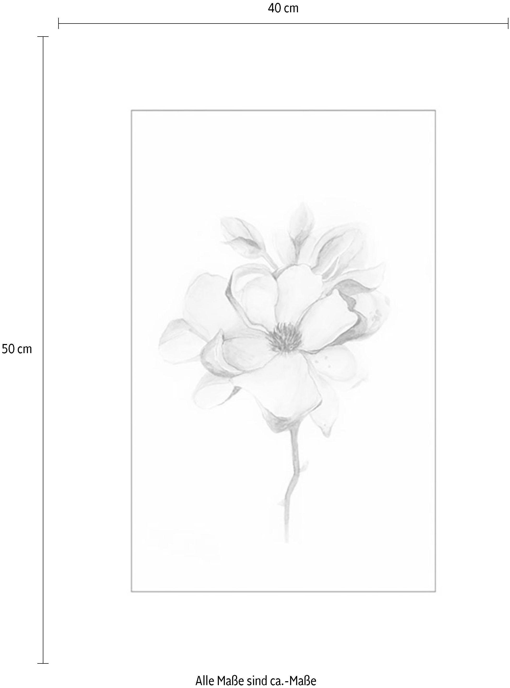Komar Image »Magnolia Blossom« 1 cuis tlg. Wandbild zur Dekoration - ohne Rahmen
