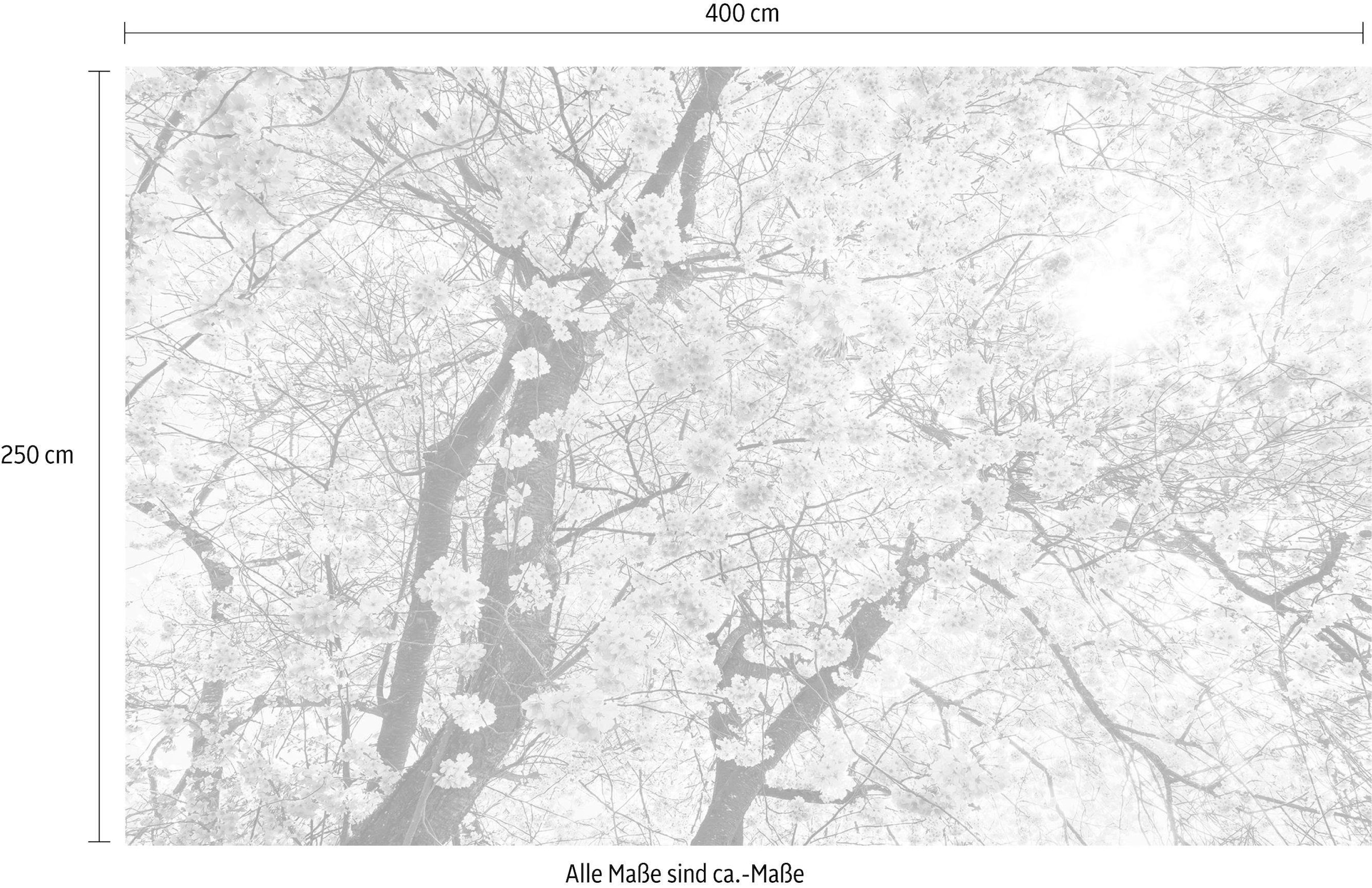 Komar Papier peint intissé »Digitaldruck Vlies -  Bloom - Grösse 400 x 250 cm« imprimé Wohnzimmer, Schlafzimmer