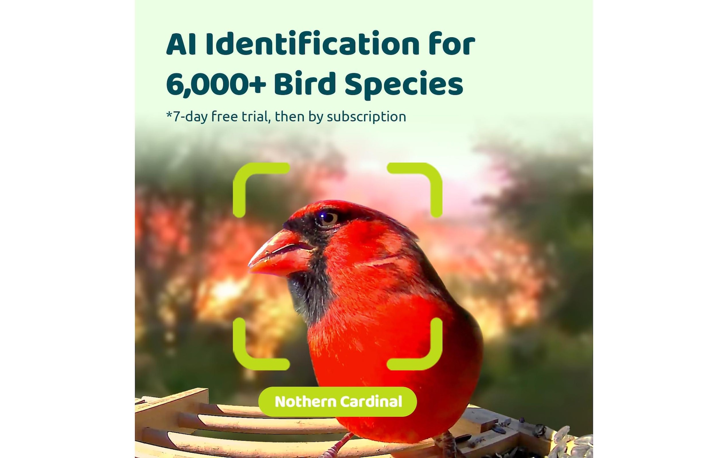 Birdfy Distributeur de nourriture »FSC Bambus Mini Solar«