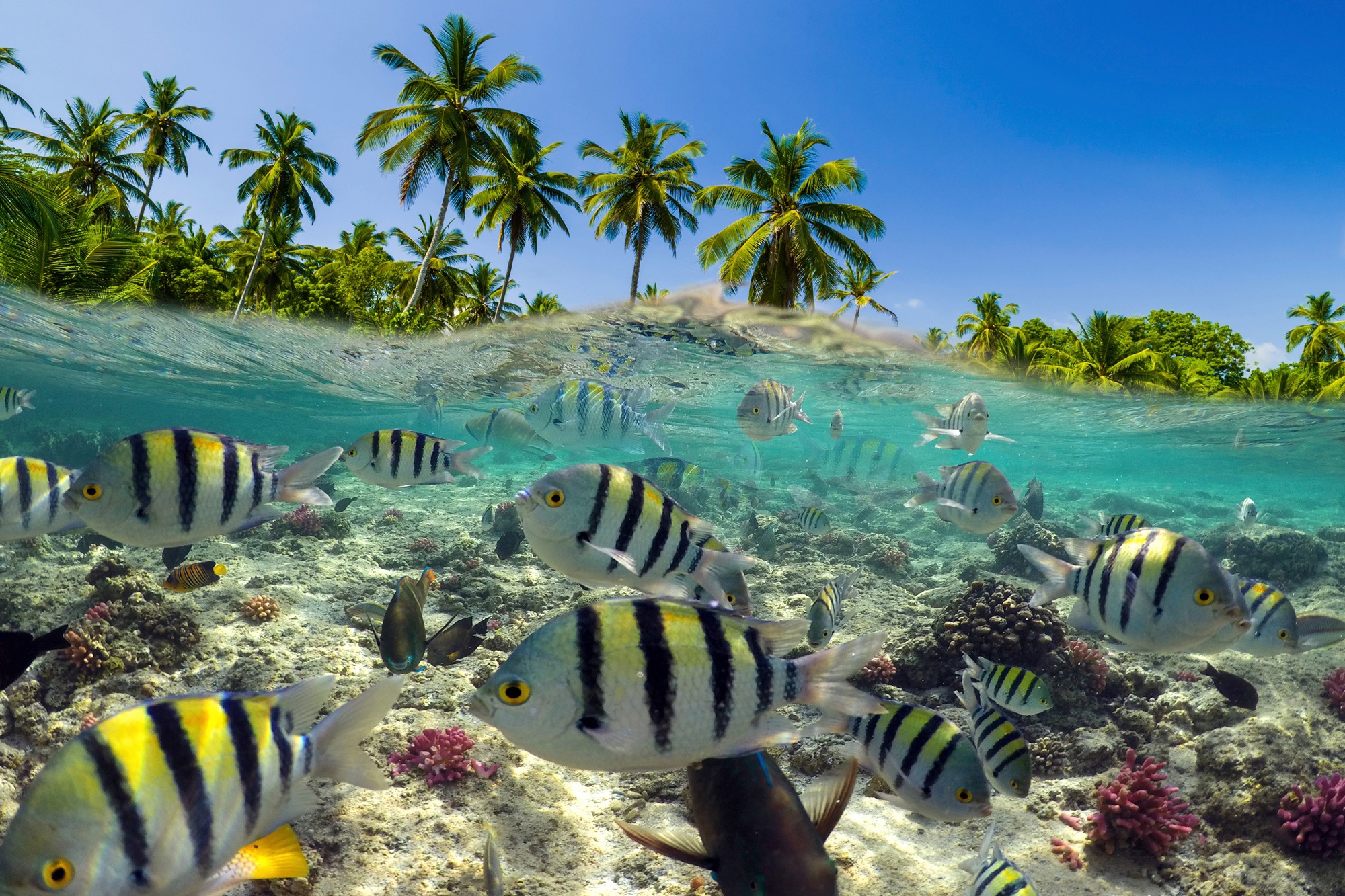 Papermoon Fototapete »UNTERWASSER-WELT-FISCHE KORALLE SEE MEER PALMEN DÜNEN«