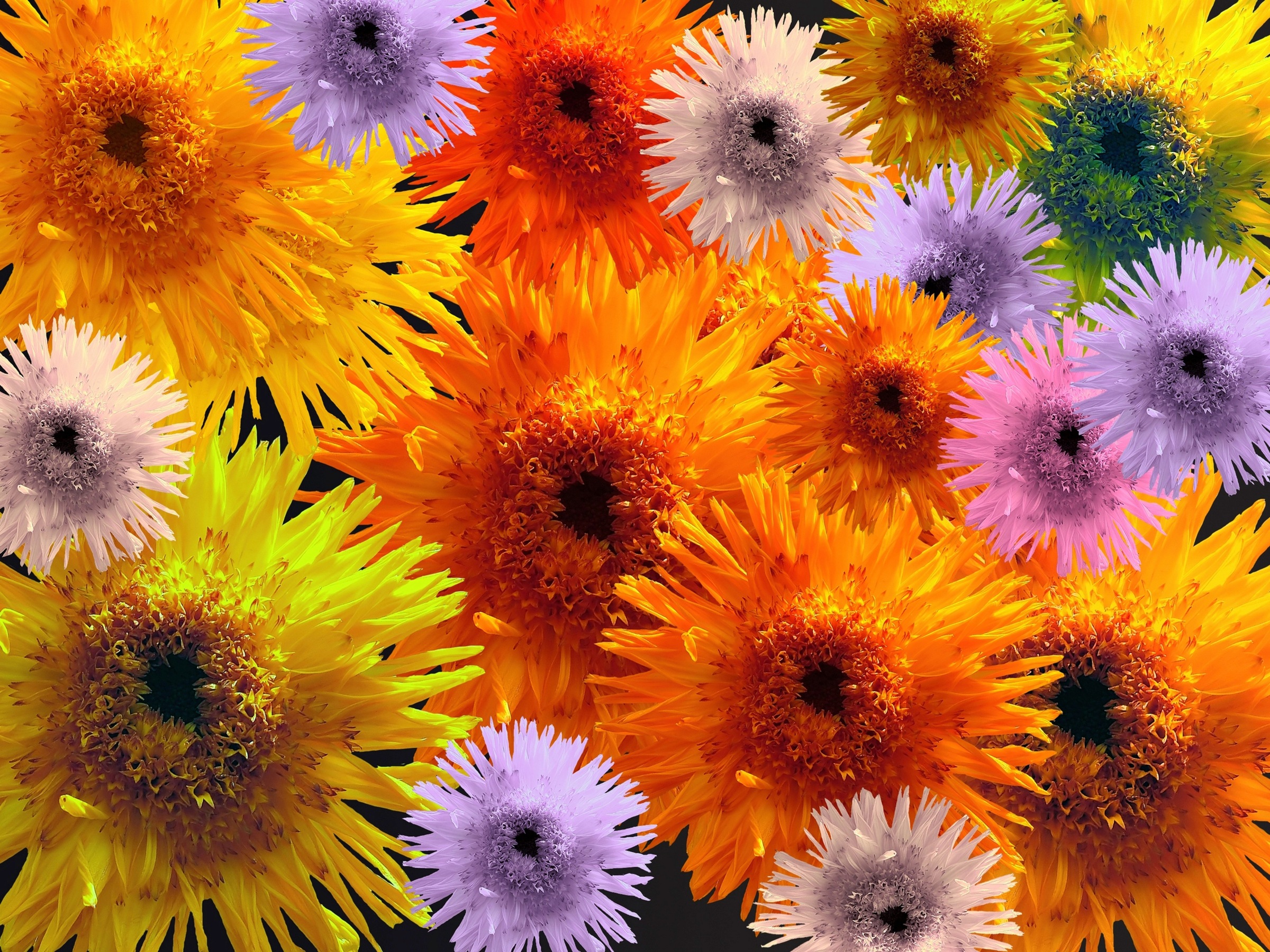 Papermoon Fototapete »BLUMEN-COLLAGE-BUNT STRAUssPFLANZEN ORCHIDEEN FANTASIE«