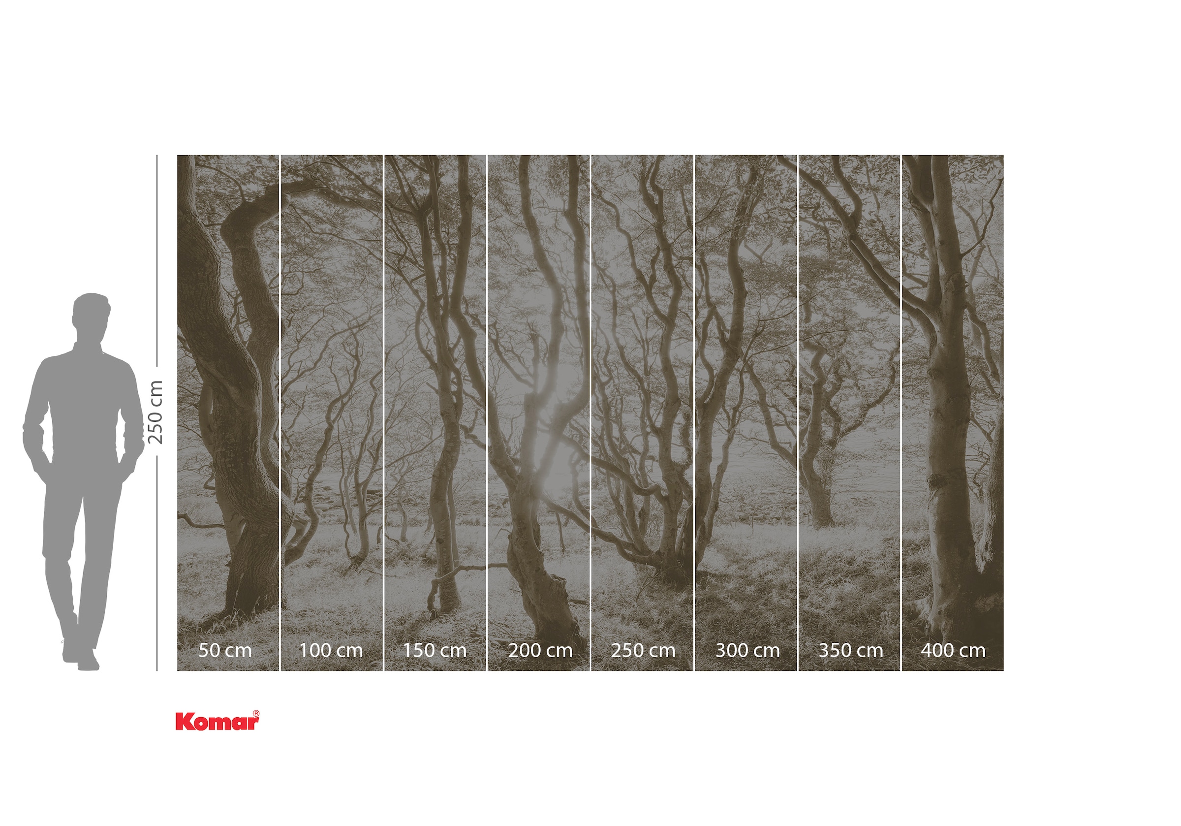 Komar Papier peint photo »Digitaldruck Vlies -  Bleached Birch - Grösse 400 x 250 cm« floral | floral | imprimé | tropical | à motifs lisse Wohnzimmer, Schlafzimmer