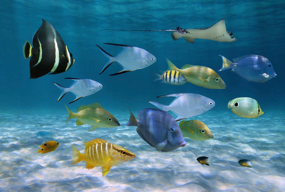 Papermoon Papier peint photo »Fische«