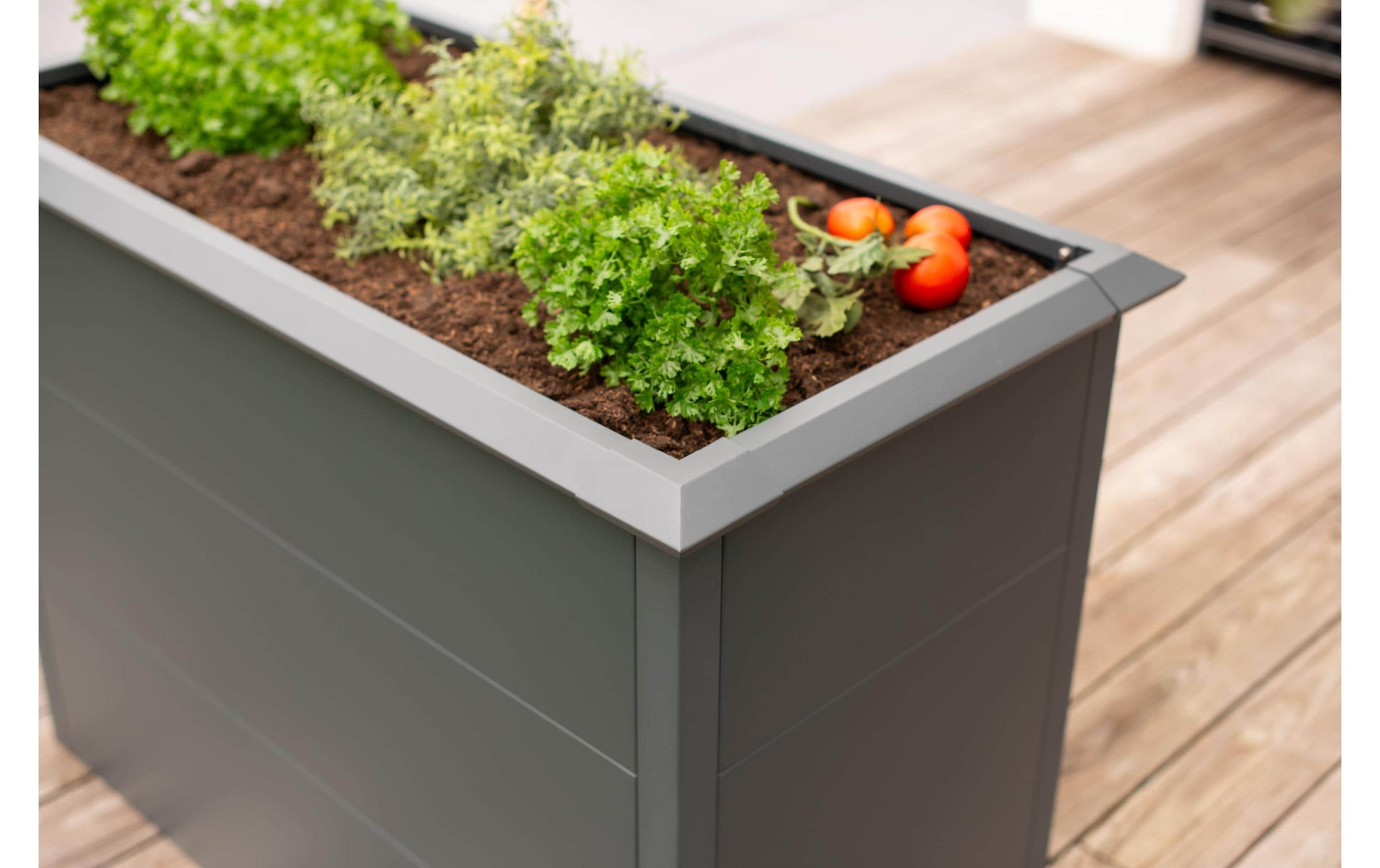 WESTMANN Lit surélevé »Metall Hochbeet Primus M« anthracite, 100x50x77 cm