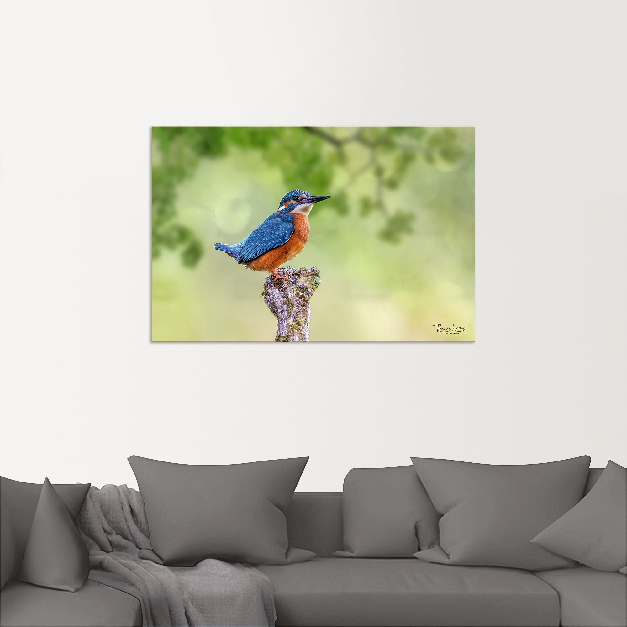 Artland Alu-Dibond-Druck »Eisvogel II« Vogelbilder 1 Stk. tlg. für Innen- und Aussenbereich geeignet, Outdoorbild