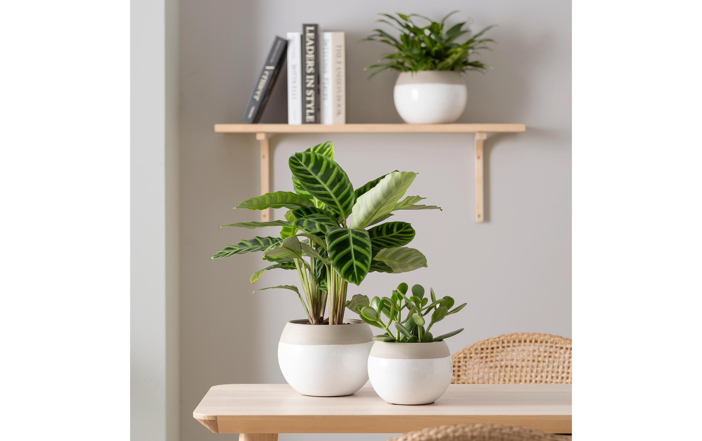 Scheurich Blumentopf »Blanco«