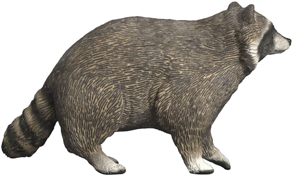 Schleich® Personnage de jeu »WILD LIFE, Waschbär (14937)«