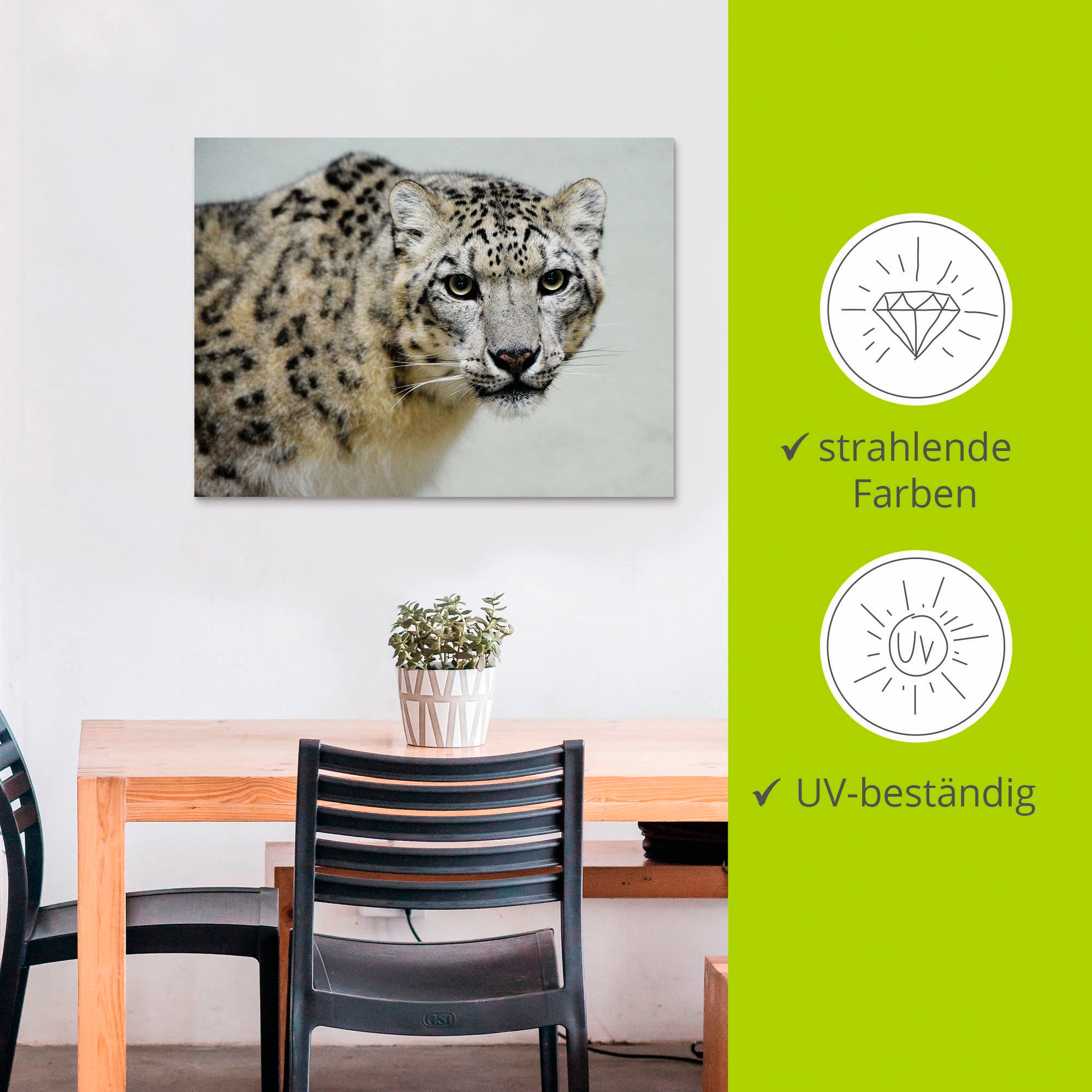 Artland Wandbild »Schneeleopard« Wildtiere 1 Stk. tlg. als Alubild, Leinwandbild in verschied. Grössen