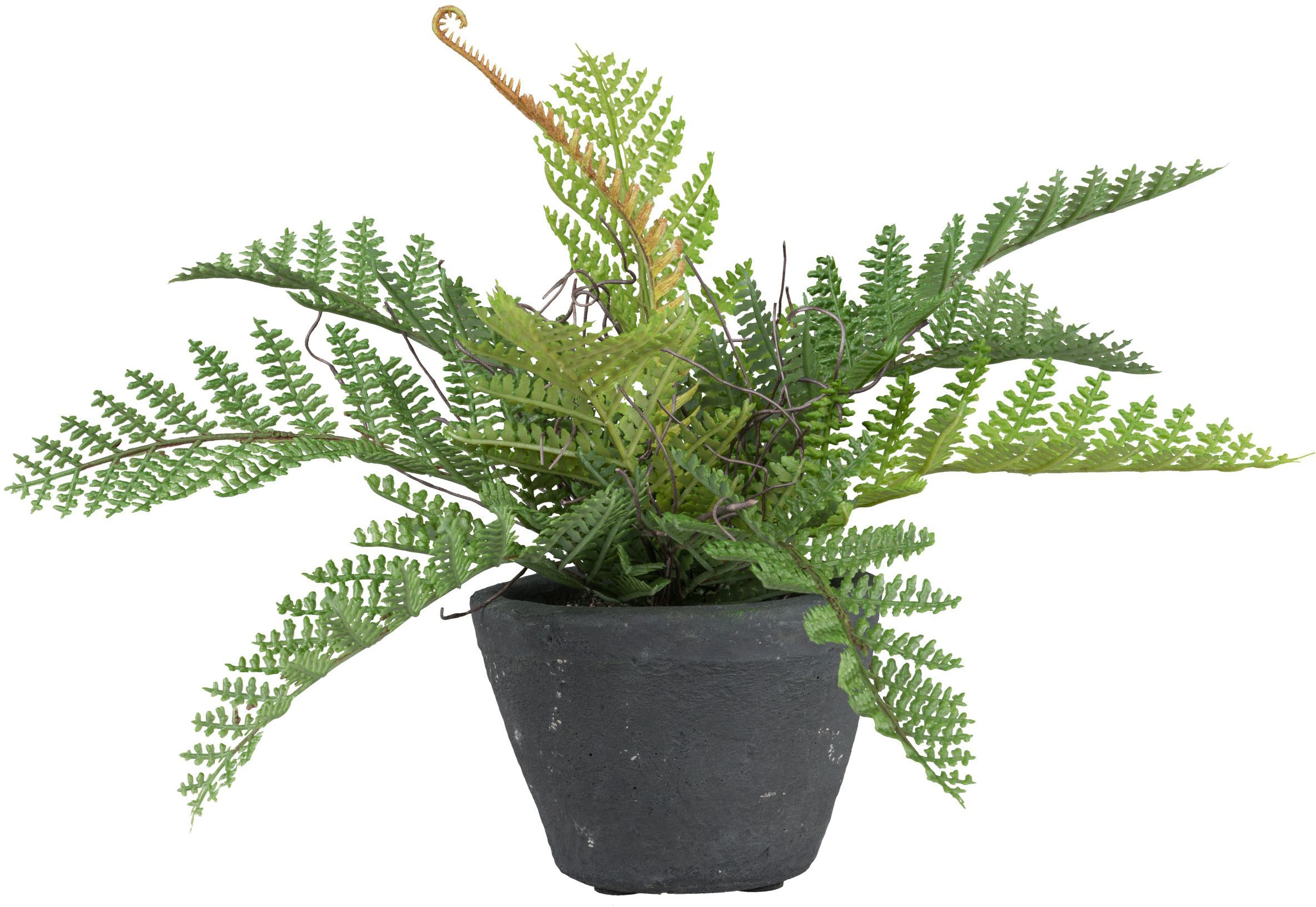 Creativ green Kunstpflanze »Farn« mit schönen Farnwedeln