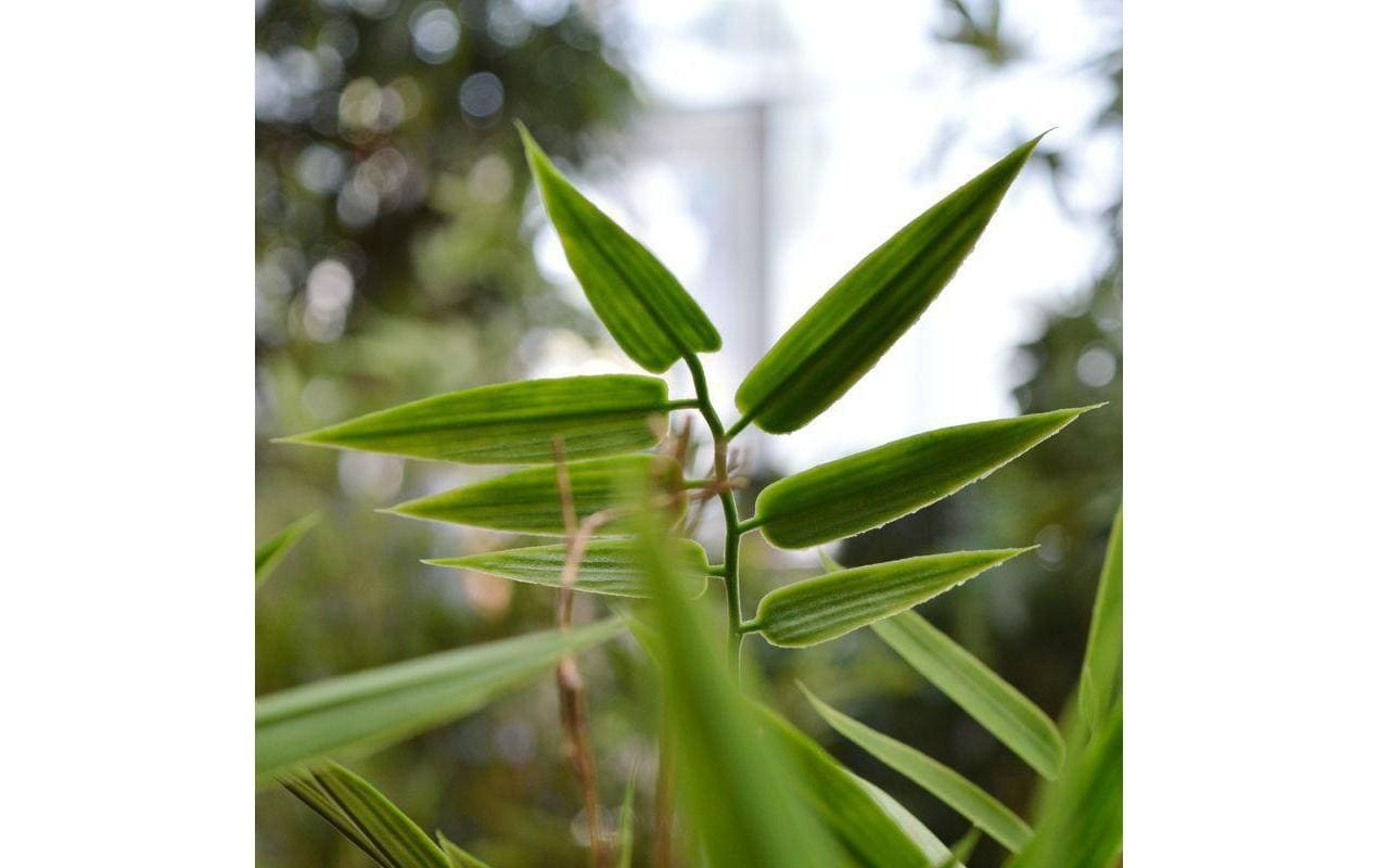 Botanic-Haus Fleur artificielle »Bambus Japanisch, UV-Bestand.«