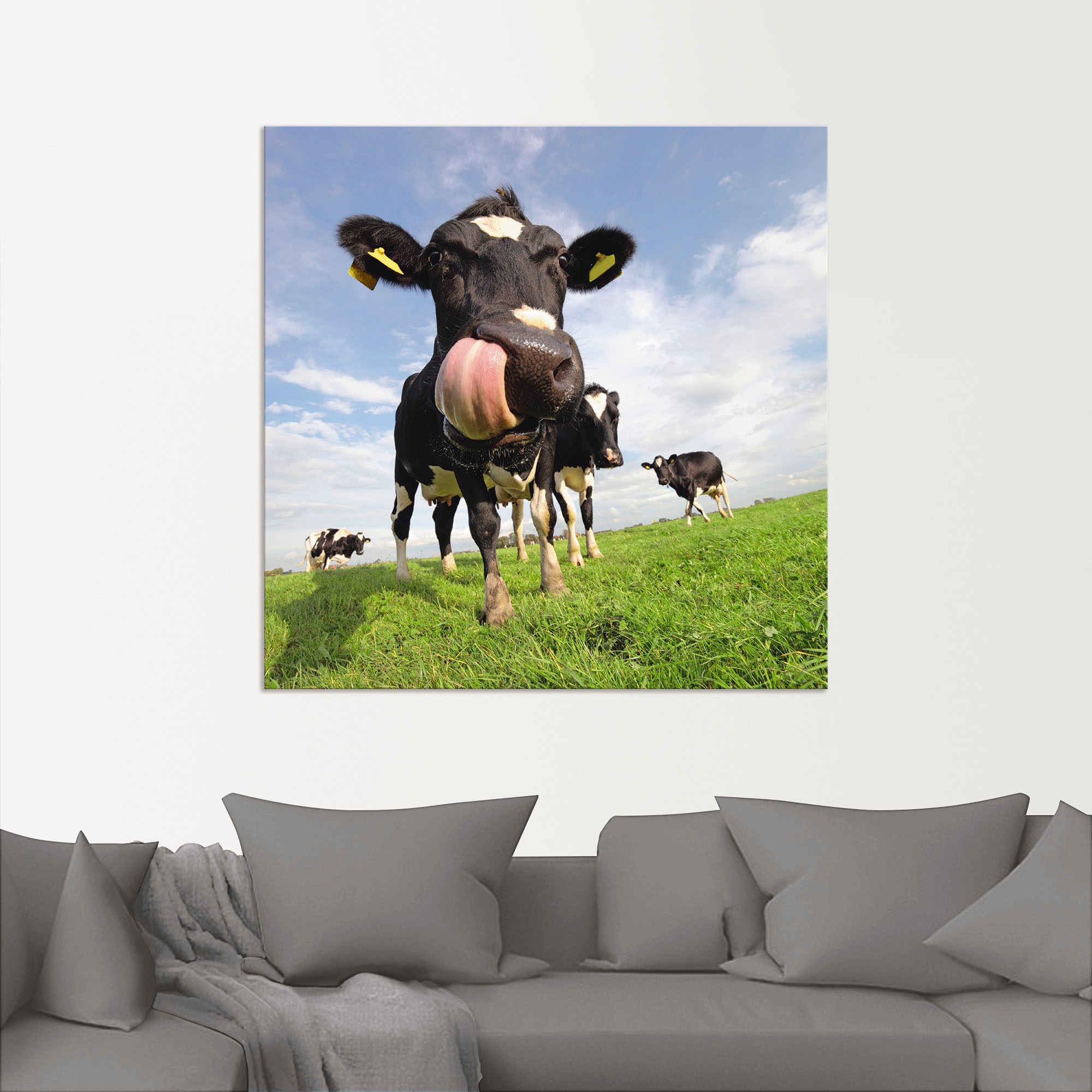 Artland Alu-Dibond-Druck »Holstein-Kuh mit gewaltiger Zunge« Haustiere 1 Stk. tlg. für Innen- und Aussenbereich geeignet, Outdoorbild