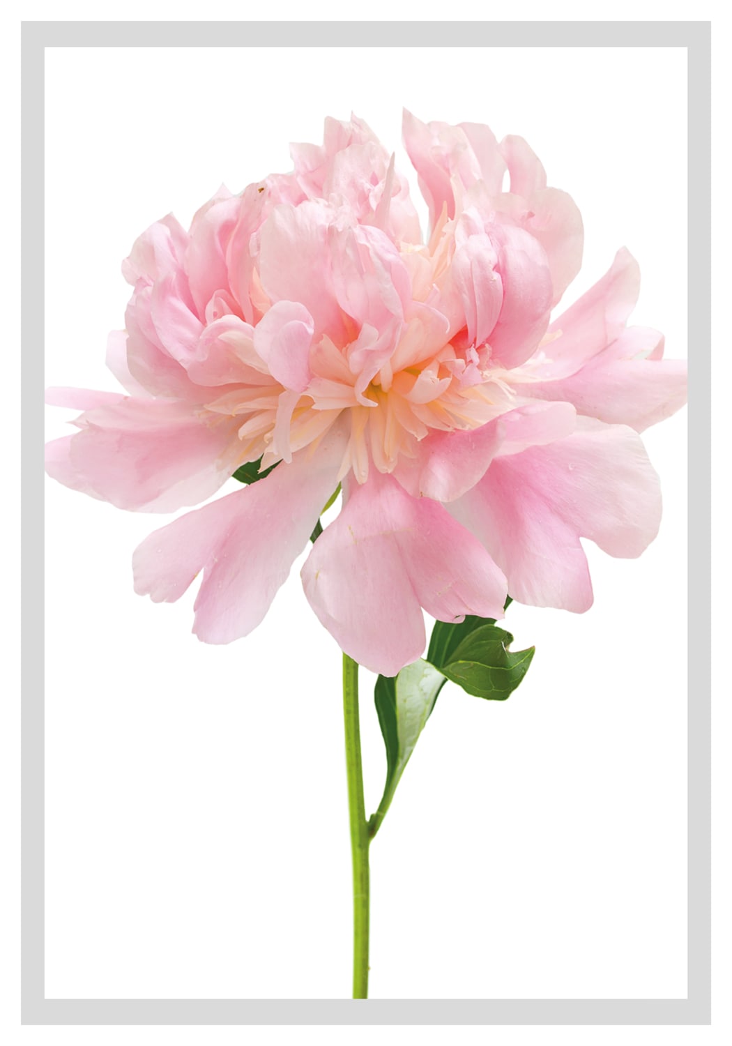 queence Bild »Beate« Blumen | Blumenbilder | Blätter | Foto | Kunst Rosen, gerahmt