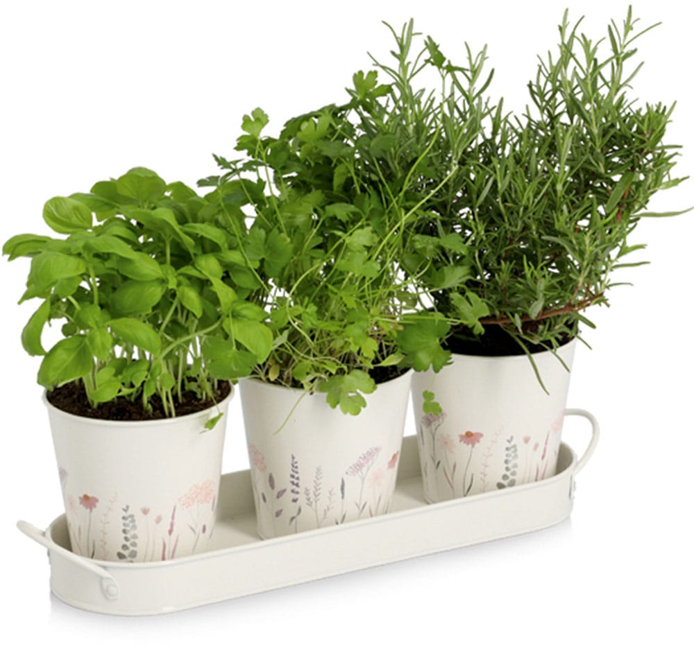 Zeller Present Kräutertopf »Pflanztopf-Set« 3 Töpfe & passendes Tablett