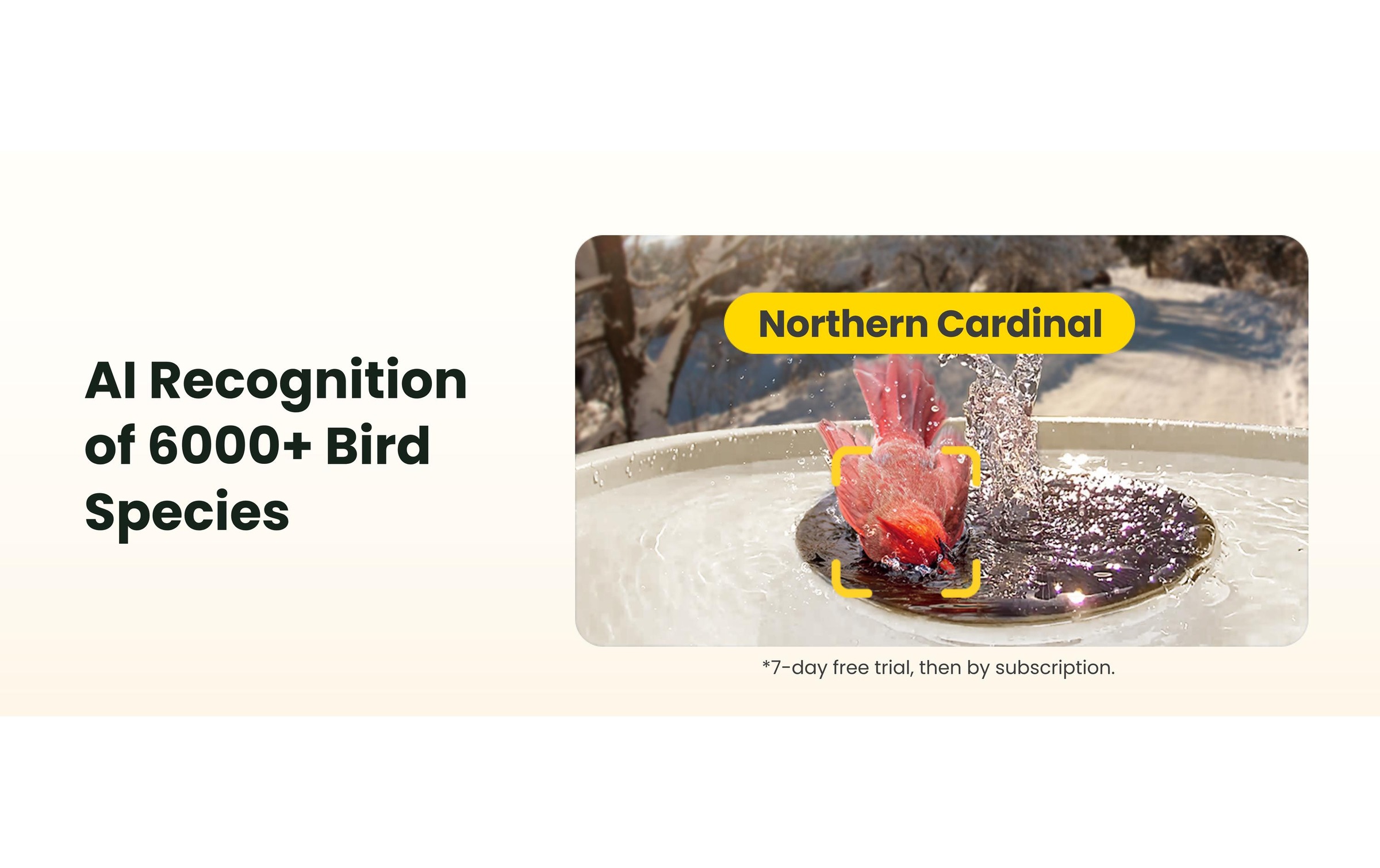 Birdfy Mangeoire pour oiseaux »Vogelbad mit Kamera« Solarbetrieben, KI und Video Vogelerkennung