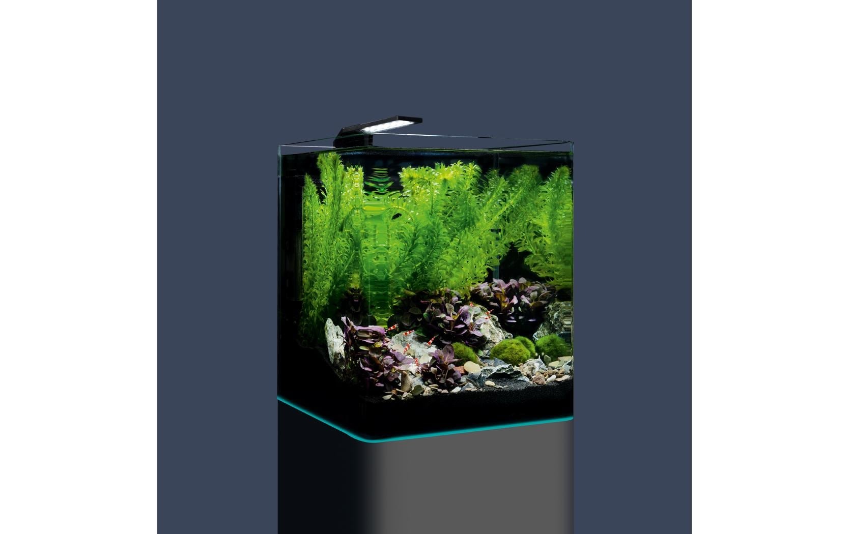 DENNERLE Set aquarium »Nano Cube Complete, 20 l« Mini Aquarium Komplettset