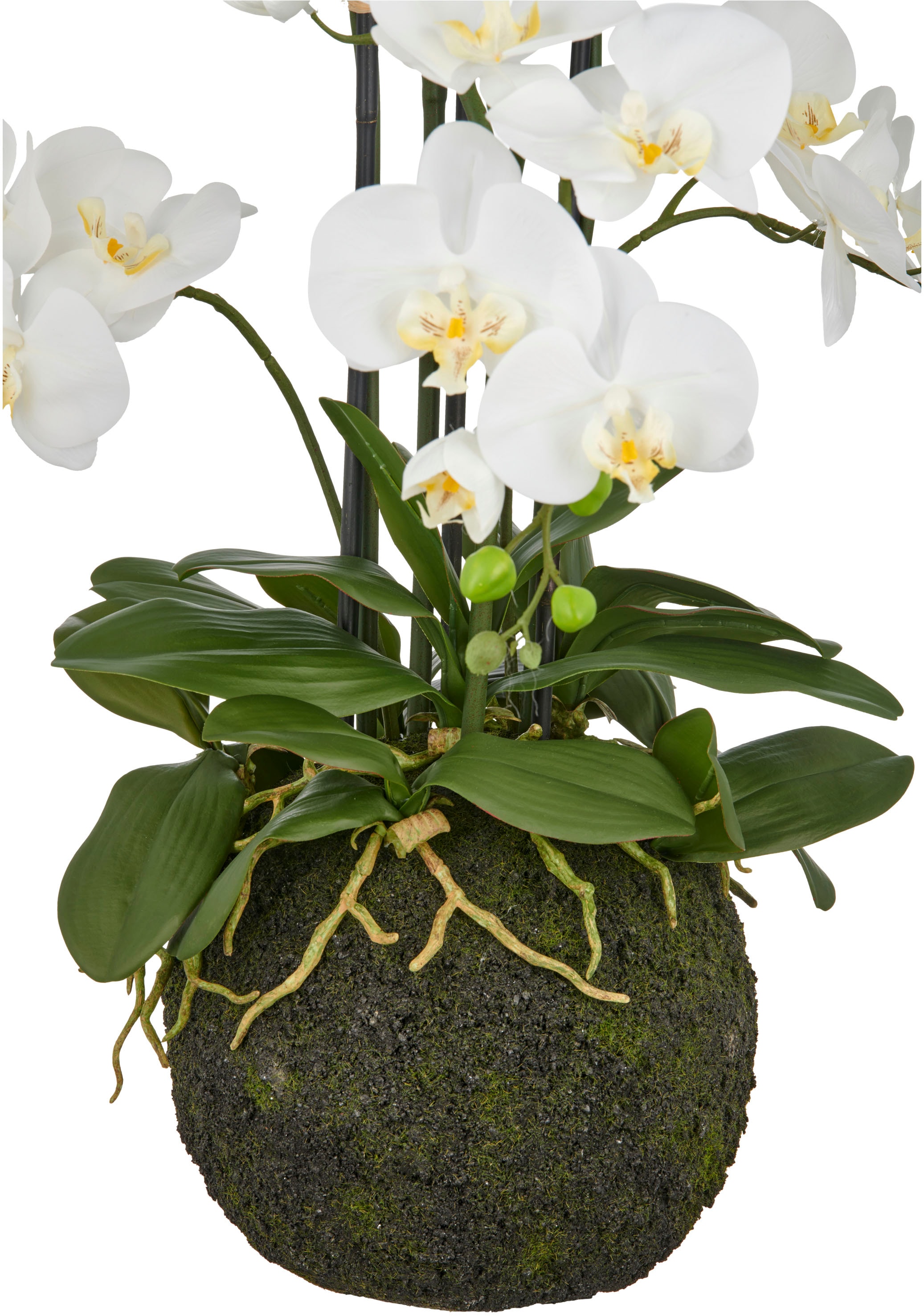 Creativ green Kunstorchidee »Orchidee Phalaenopsis« mit künstlichem Erdballen