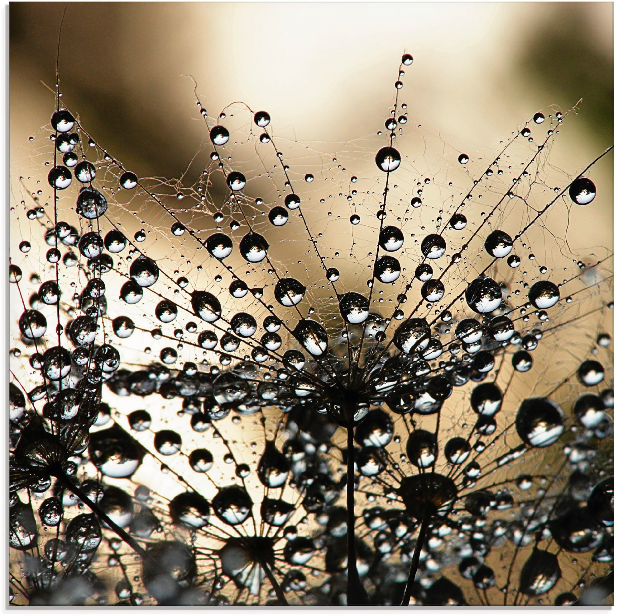 Artland Tableau en verre »Nasser Löwenzahn« 1 cuis tlg. in verschiedenen Grössen