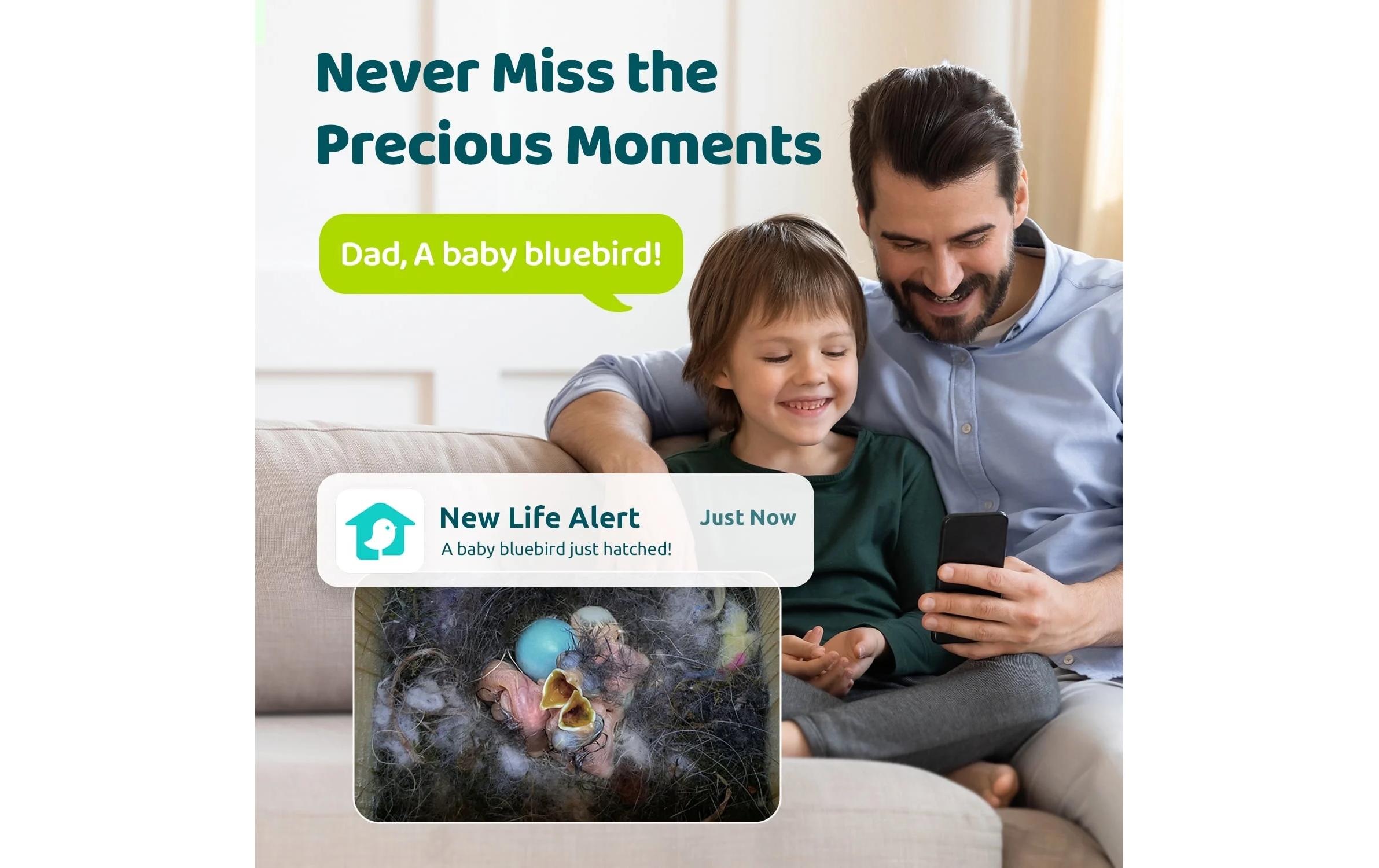 Birdfy Maison des oiseaux »Nistkasten mit Kamera und Solar«