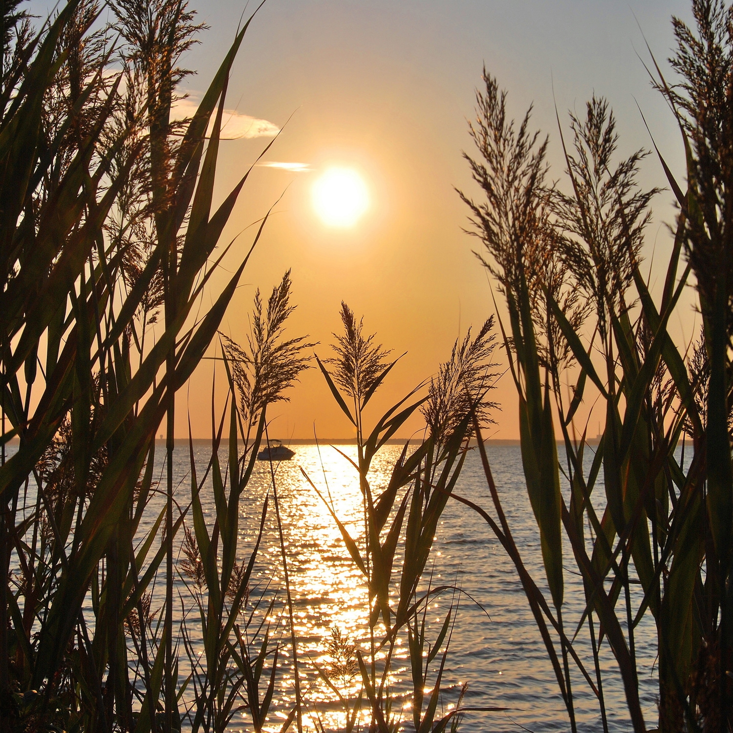 queence Tableau mural XXL »Akustikbild Seelandschaft Gräser« Herbes | Images de coucher et lever de soleil | Images marines | Mer | Nature | Paysage marin | Romantique 1 cuis tlg. solution acoustique simple sans travaux, isolation phonique, panneaux