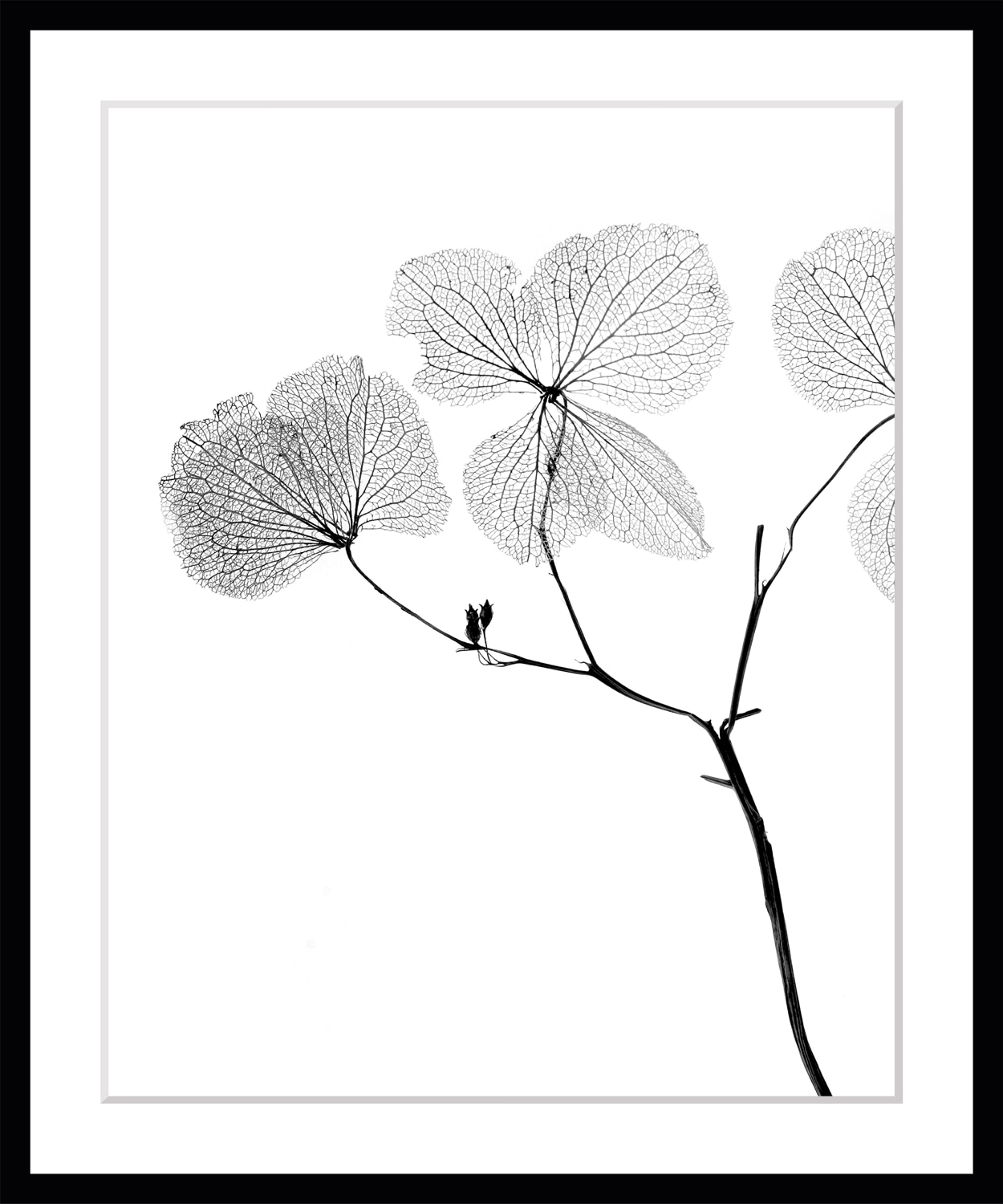 queence Image »Kaja« Blumen, gerahmt