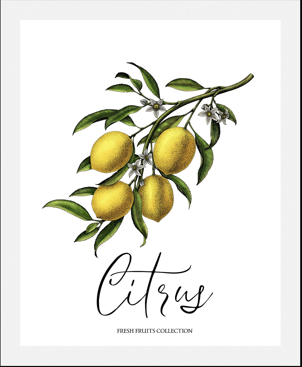 queence Bild »Citrus« Essen | Italien | Kunst | Lebensmittel | Obst | Obst Bilder | Schriftzug | Spanien 1 Stk. tlg. gerahmt