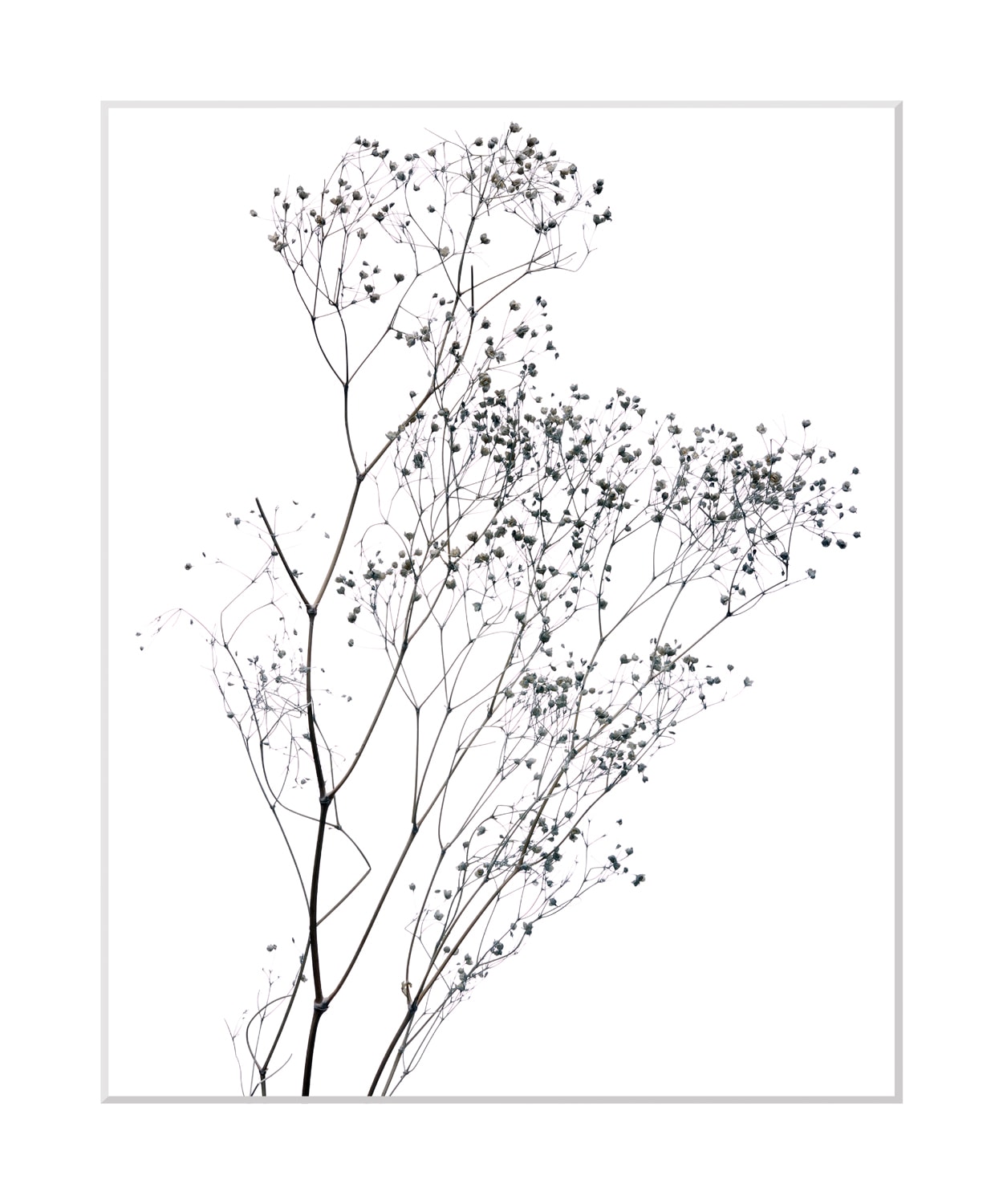 queence Image »Dana« gerahmt, Blumen