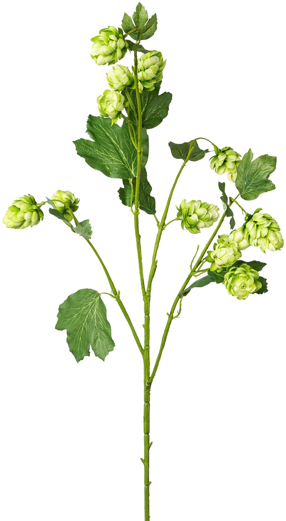 Creativ green Branche artistique »Hopfen«