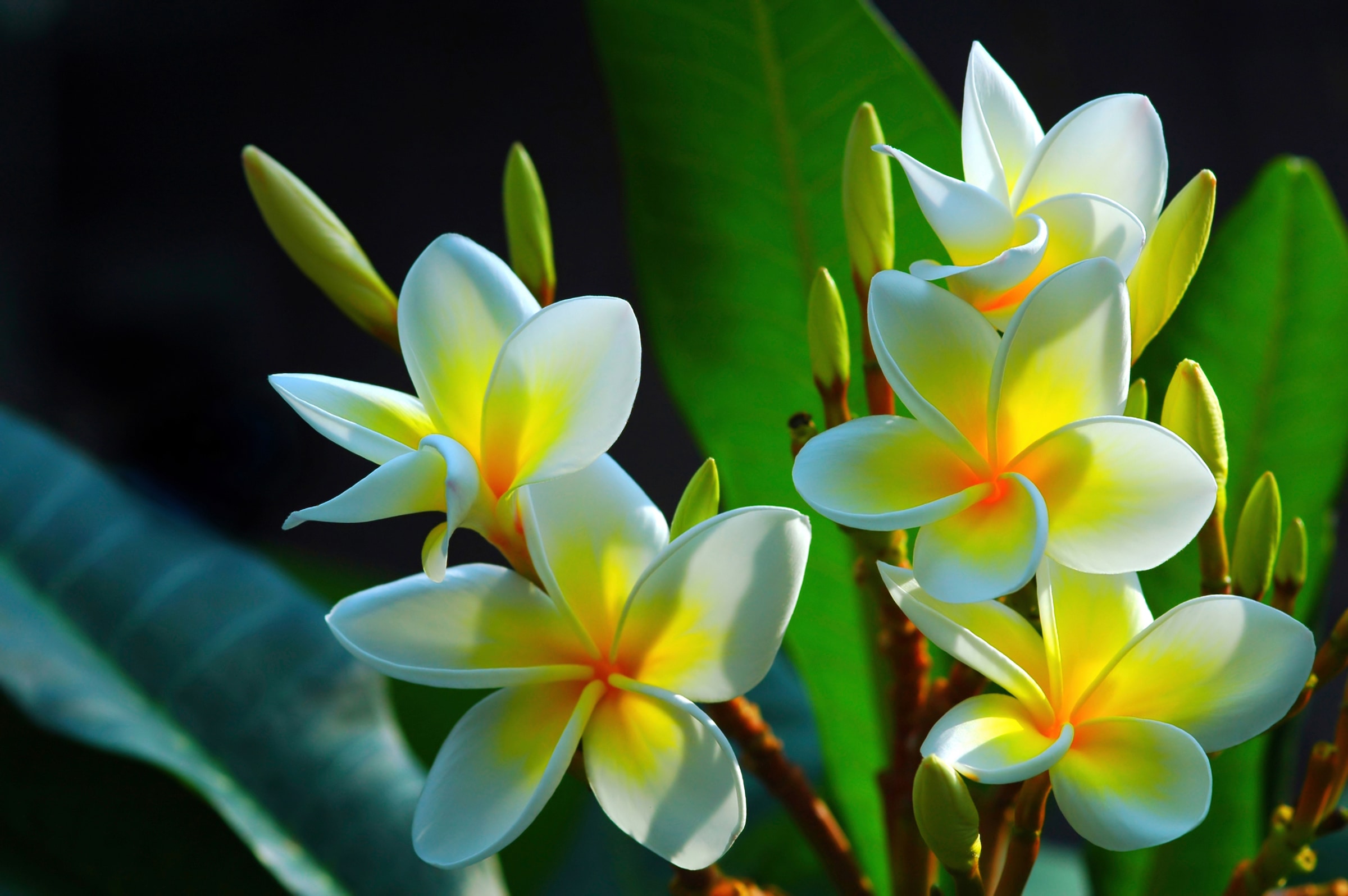 Papermoon Fototapete »FRANGIPANI-BLUMEN PLUMERIA PFLANZE JASMIN  BLÜTEN BAUM«