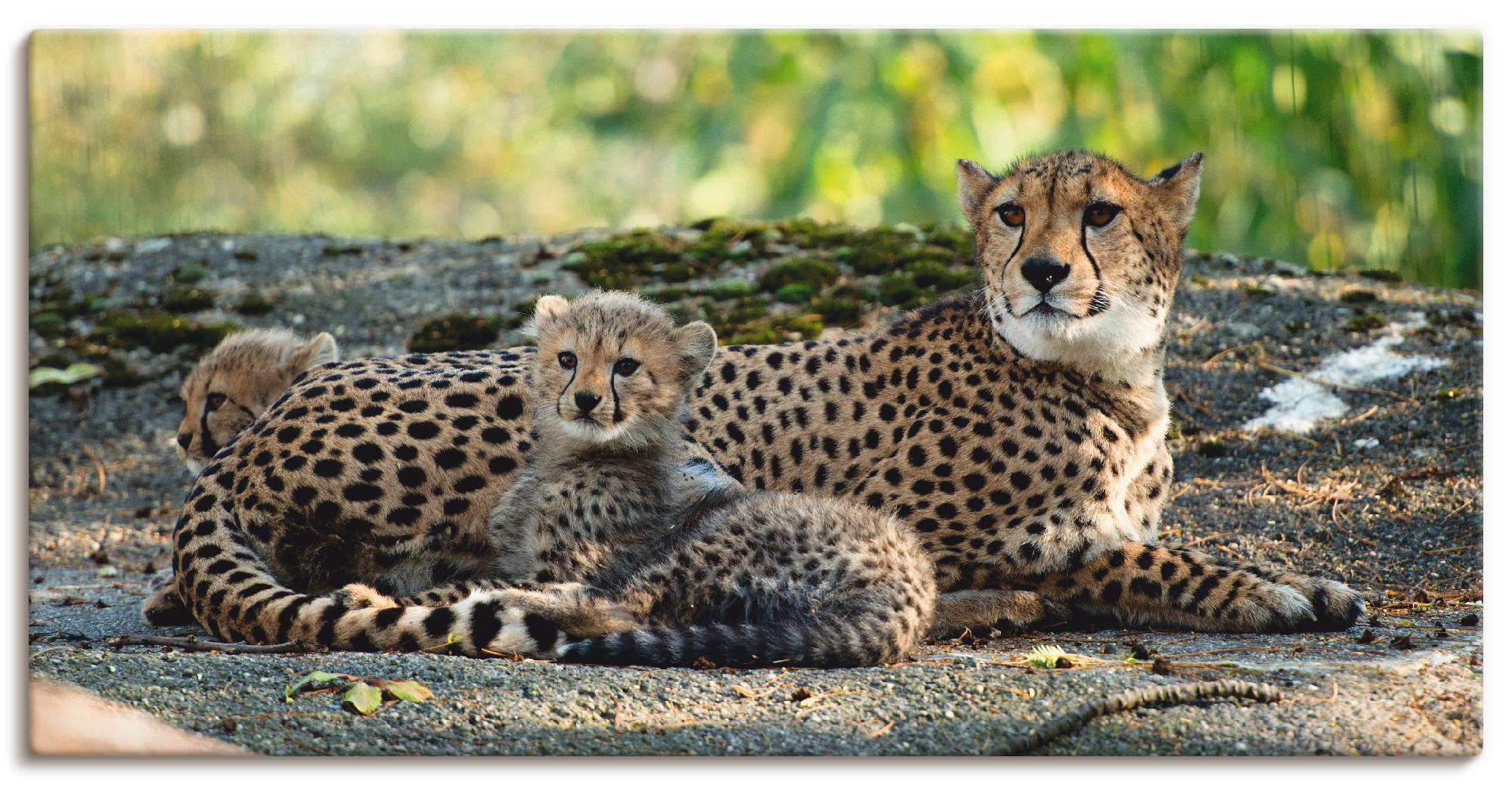 Artland Leinwandbild »Gepard 2« Wildtiere 1 Stk. tlg. auf Holzrahmen gespannt