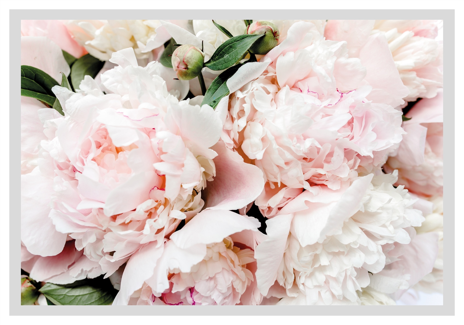 queence Bild »Lotta« Blumen | Foto | Kunst | Pflanzen | Pflanzenbilder gerahmt, Rosen