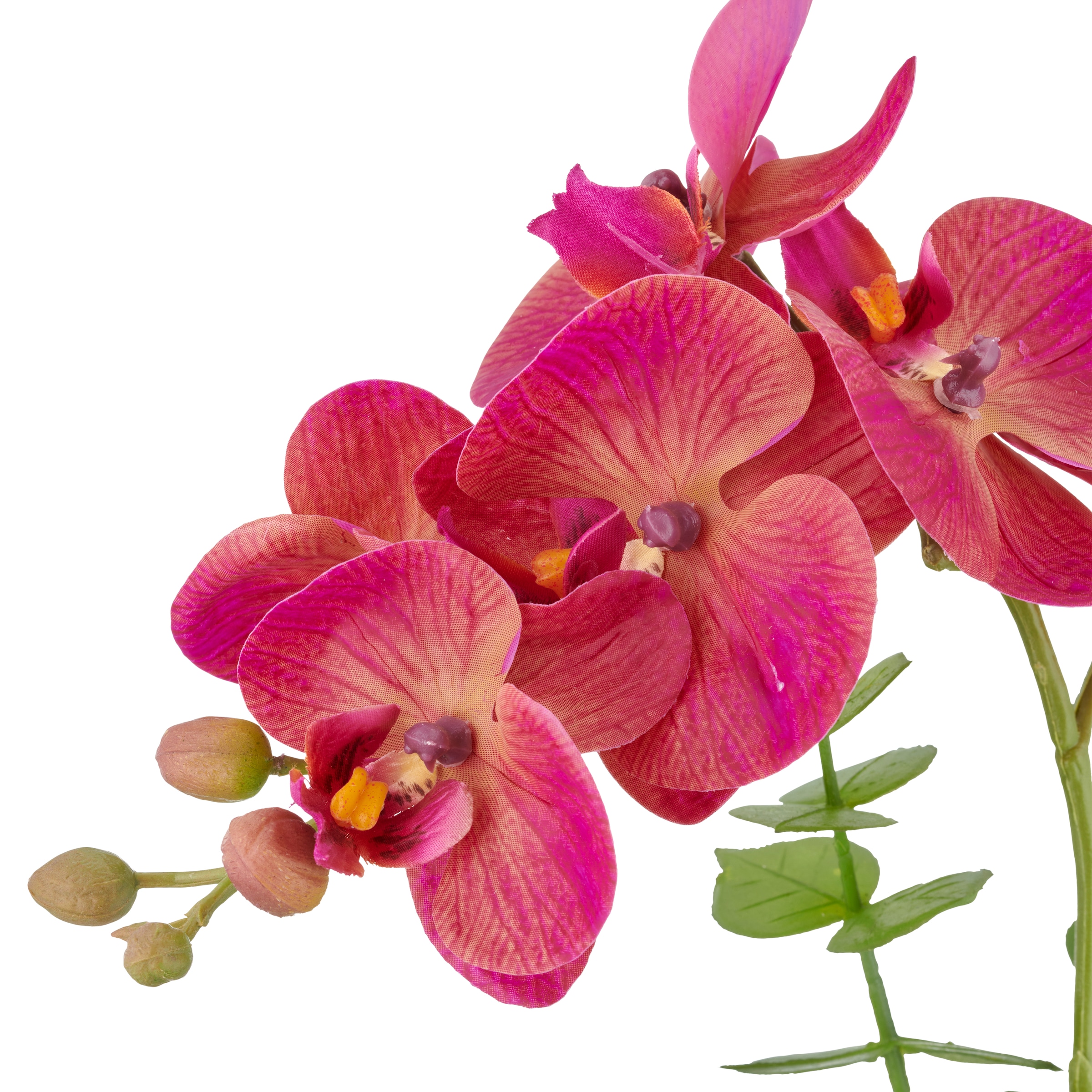 Creativ green Orchidée artificielle »Orchidee Phalaenopsis« mit Eukalyptuszweigen