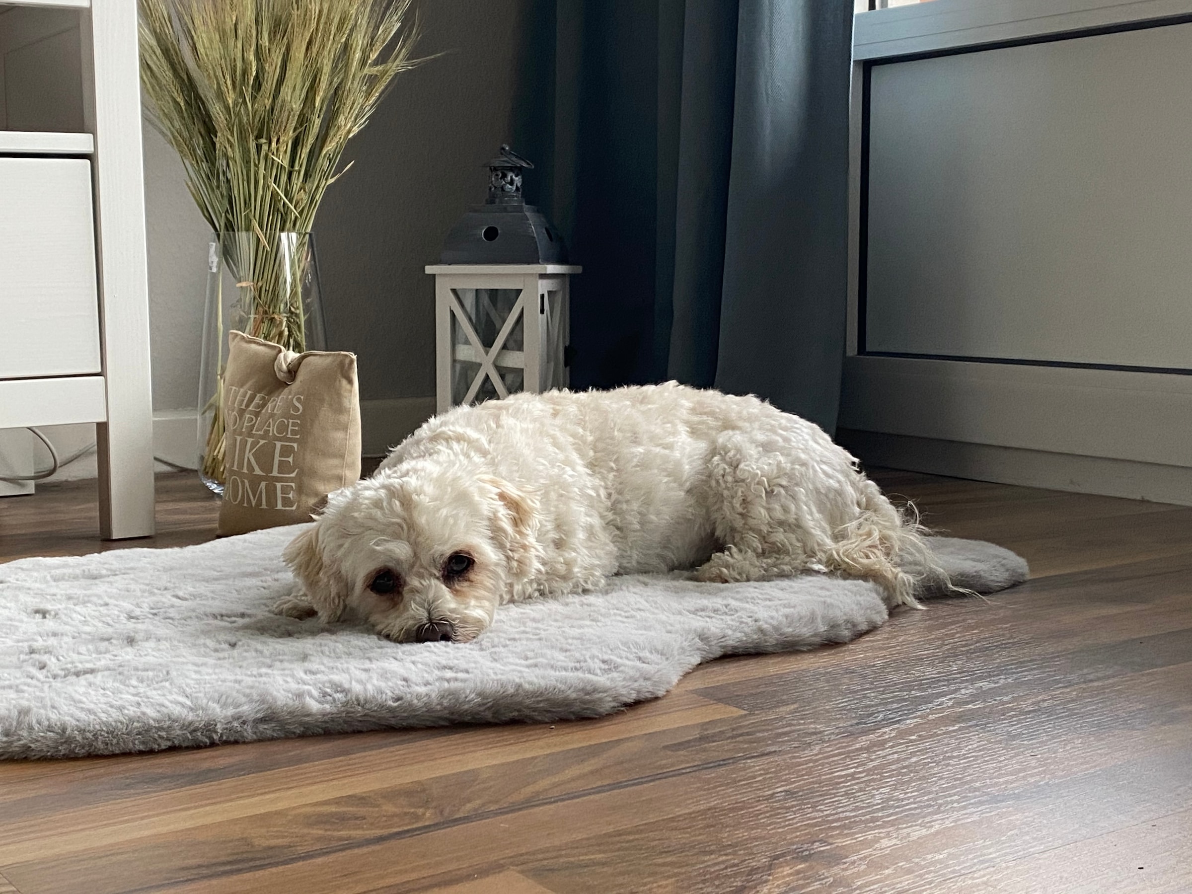 SCHÖNER WOHNEN-Kollektion Tapis en fourrure »Tender« En forme de fourrure 26 mm Höhe weich durch Microfaser, Kaninchenfell Haptik, Kunstfell, waschbar