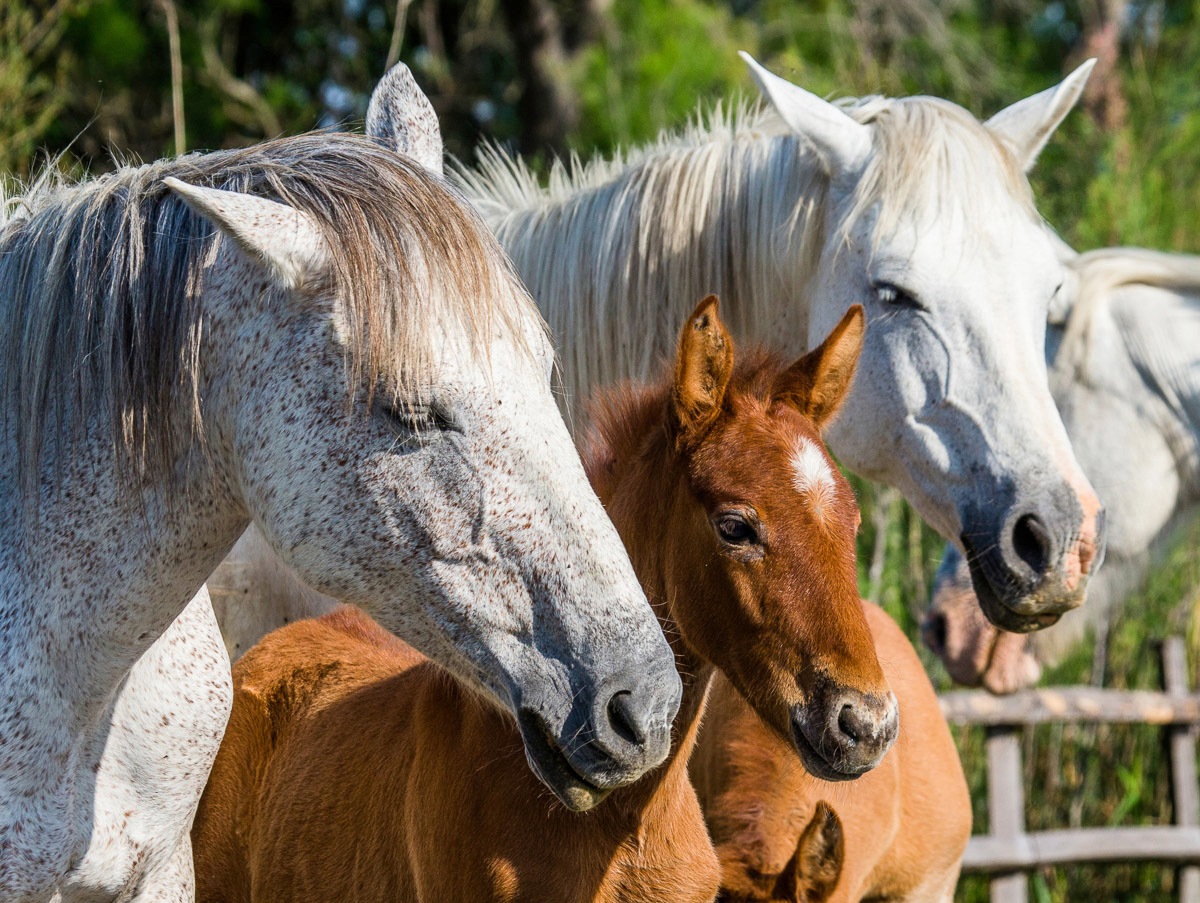 Papermoon Papier peint photo »Camargue-Pferdefohlen«