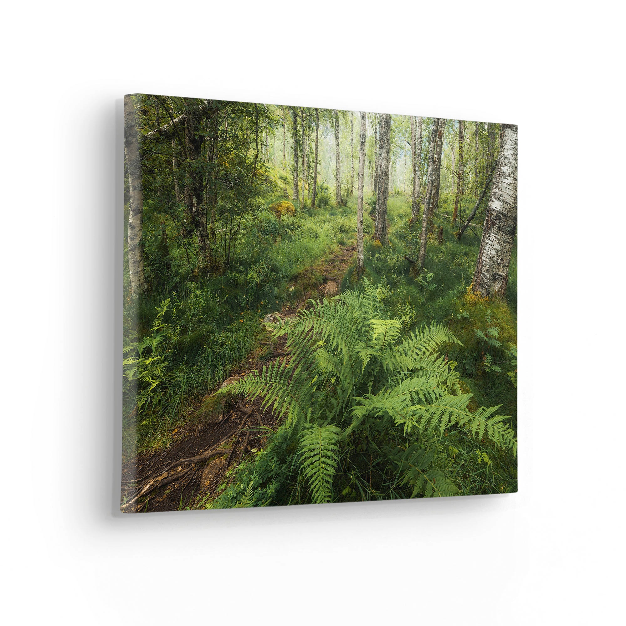 Komar Leinwandbild »Mystic Birch Grove - Grösse 40 x 30 cm« Baum | Berge | Blätter | Foto | Jahreszeiten | Landschaft | Meer | Natur | Palmen | Strand Packung, 1 Stk. tlg. Keilrahmenbild mi Echtholzrahmen