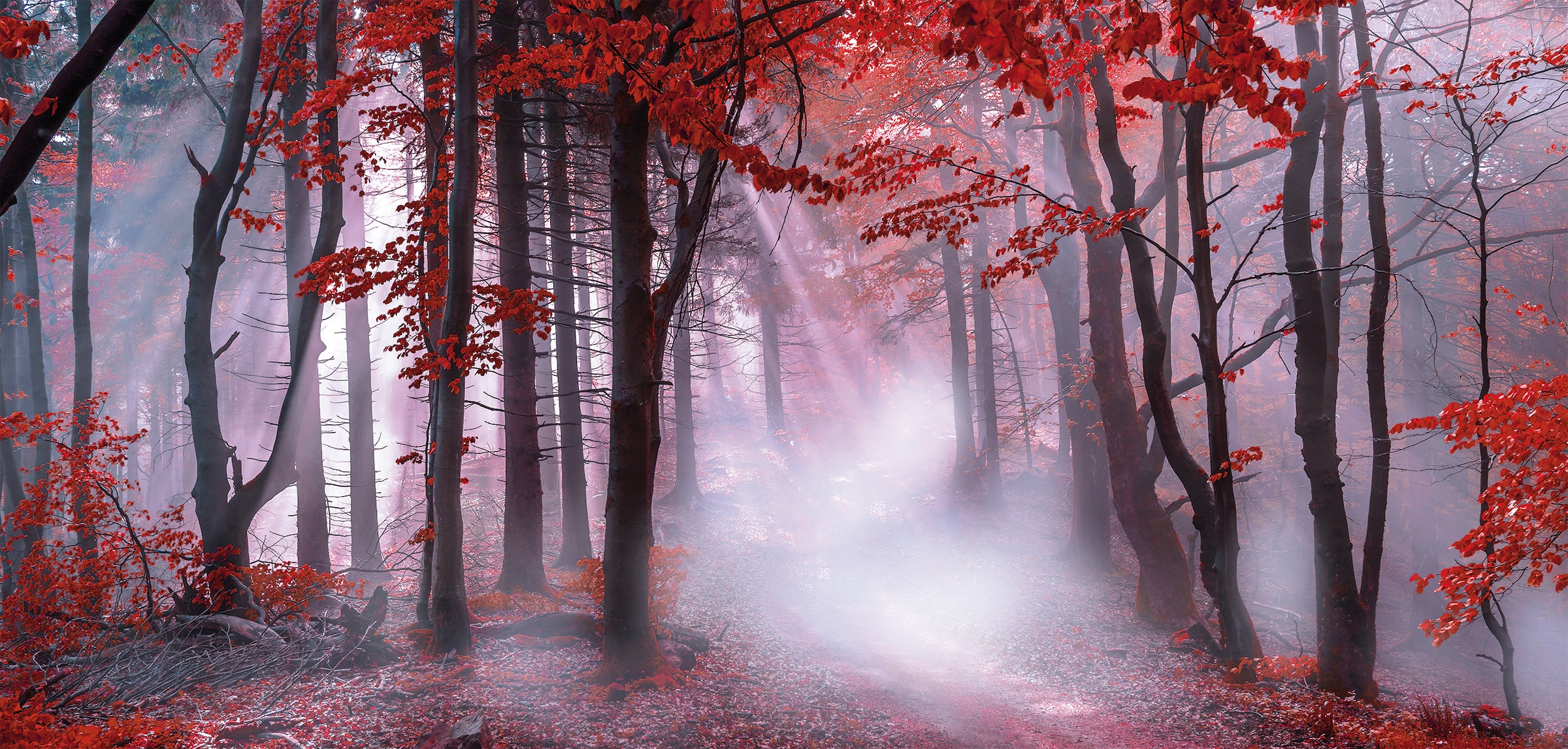 Bönninghoff Leinwandbild »mystischer Wald« Wald 1 Stk. tlg. BxH: 70x33 cm